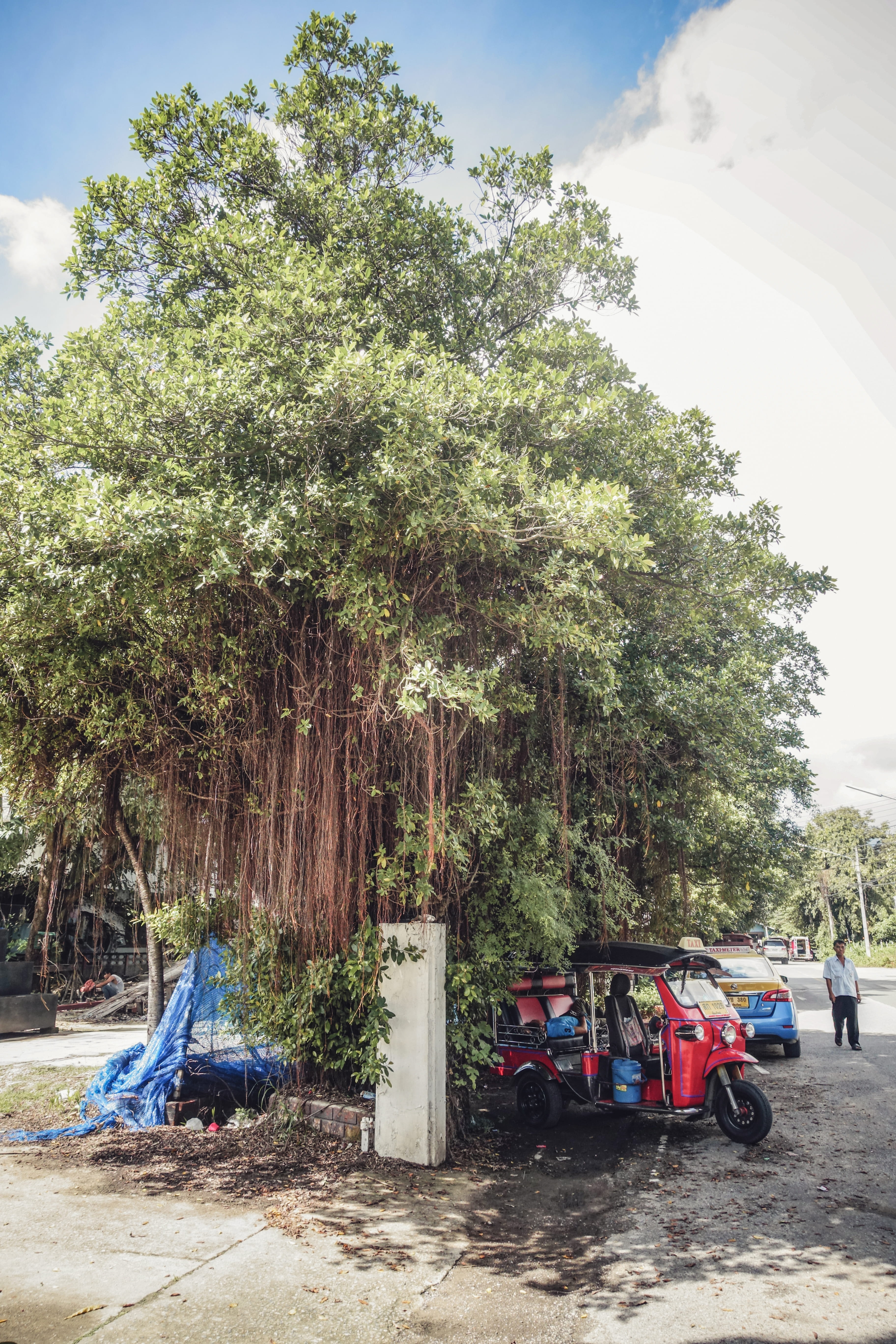 road, daytime, people, truck, sunlight, outdoors, motor vehicle, beside, autorickshaw, tree, day, spoke, nature, growth, land, machine, mode of transportation, Phone HD Wallpaper