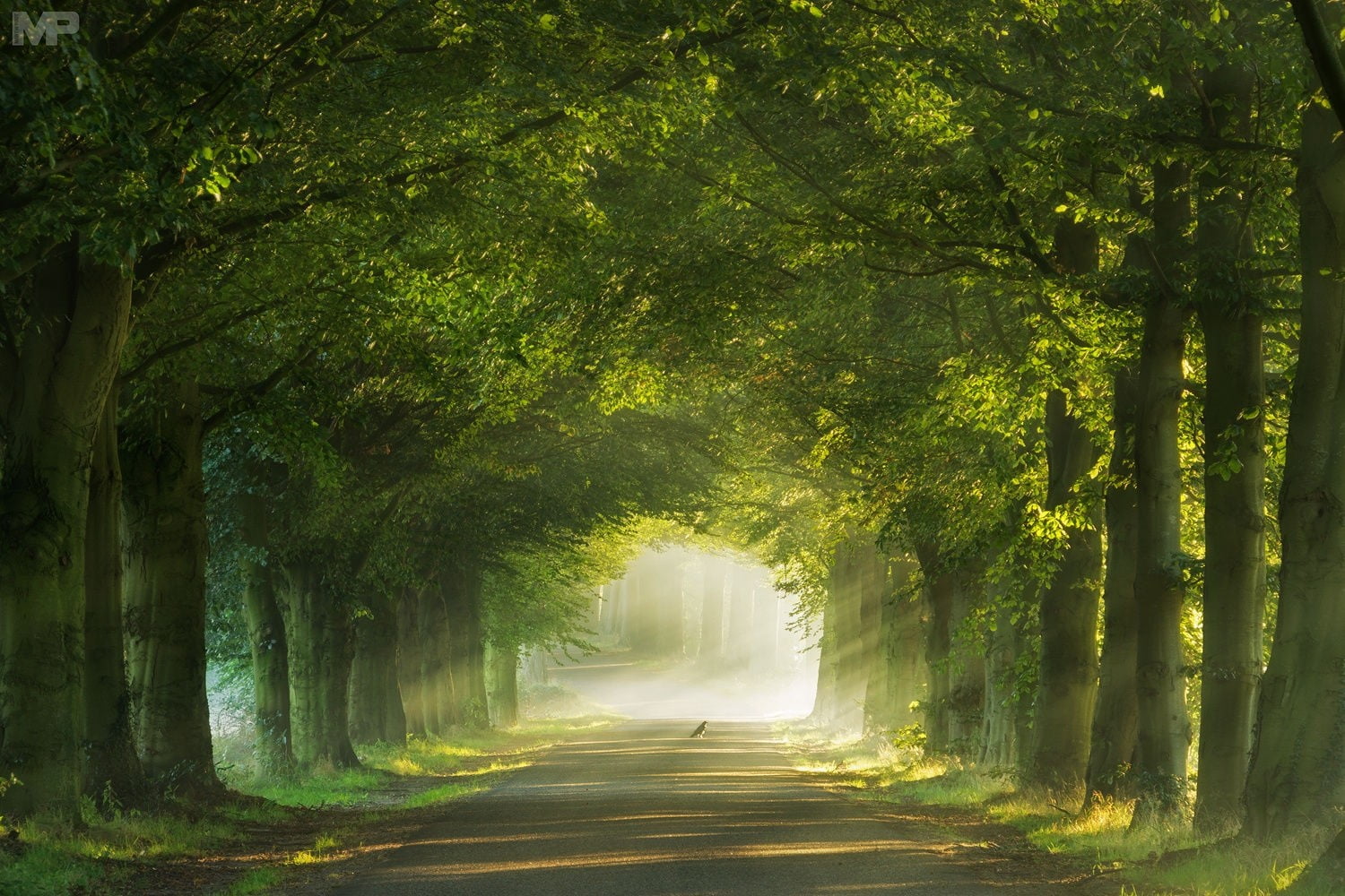 morning, outdoors, grass, tranquility, green color, landscape, illustration, tree canopy, mist, tree trunk, treelined, plant, green, photography, Netherlands, HD Wallpaper