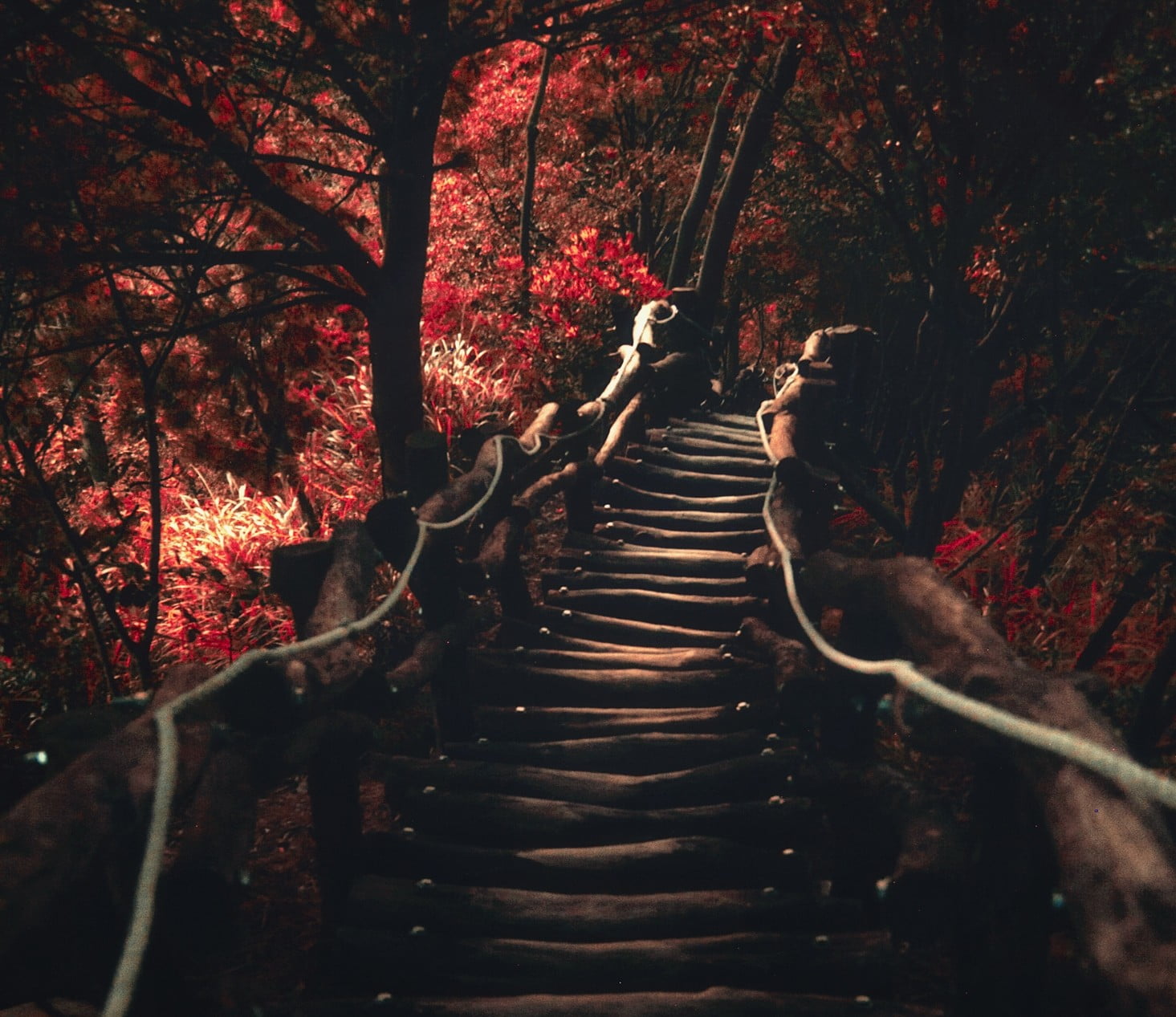 scenics, tree canopy, red, outdoors, tranquil Scene, 720P, season, diminishing perspective, nature, forest, wooden, autumn, path, tranquility, light - Natural Phenomenon, HD Wallpaper