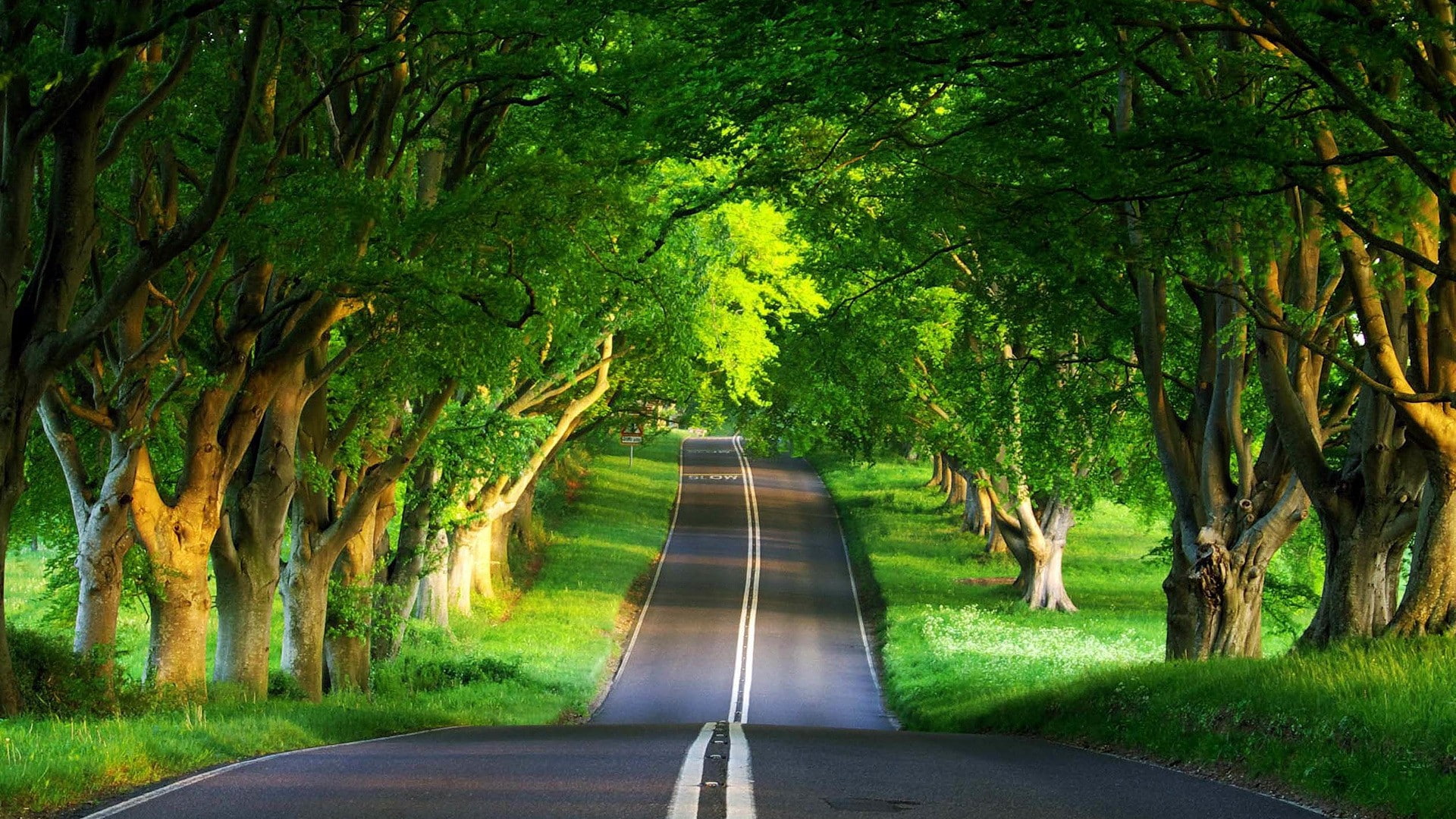 diminishing perspective, road, empty road, day, vanishing point, nature, 1080P, direction, long, trees, land, transportation, green, tranquility, landscape, HD Wallpaper