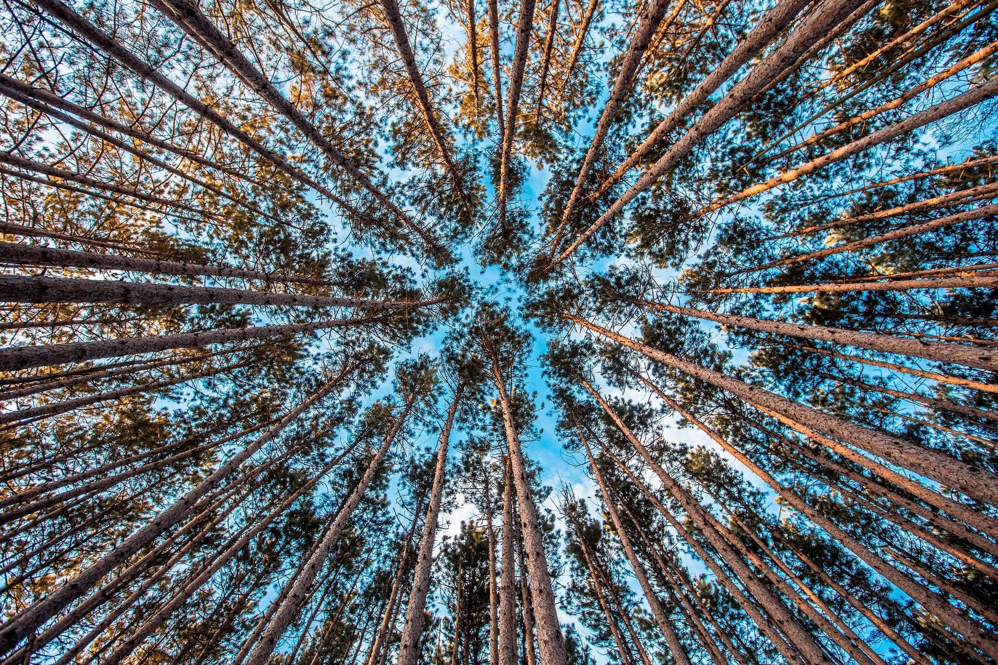 directly below, beauty in nature, growth, non-urban scene, low angle view, land, day, woodland, tranquility, backgrounds, tall - high, tree, pine woodland, HD Wallpaper