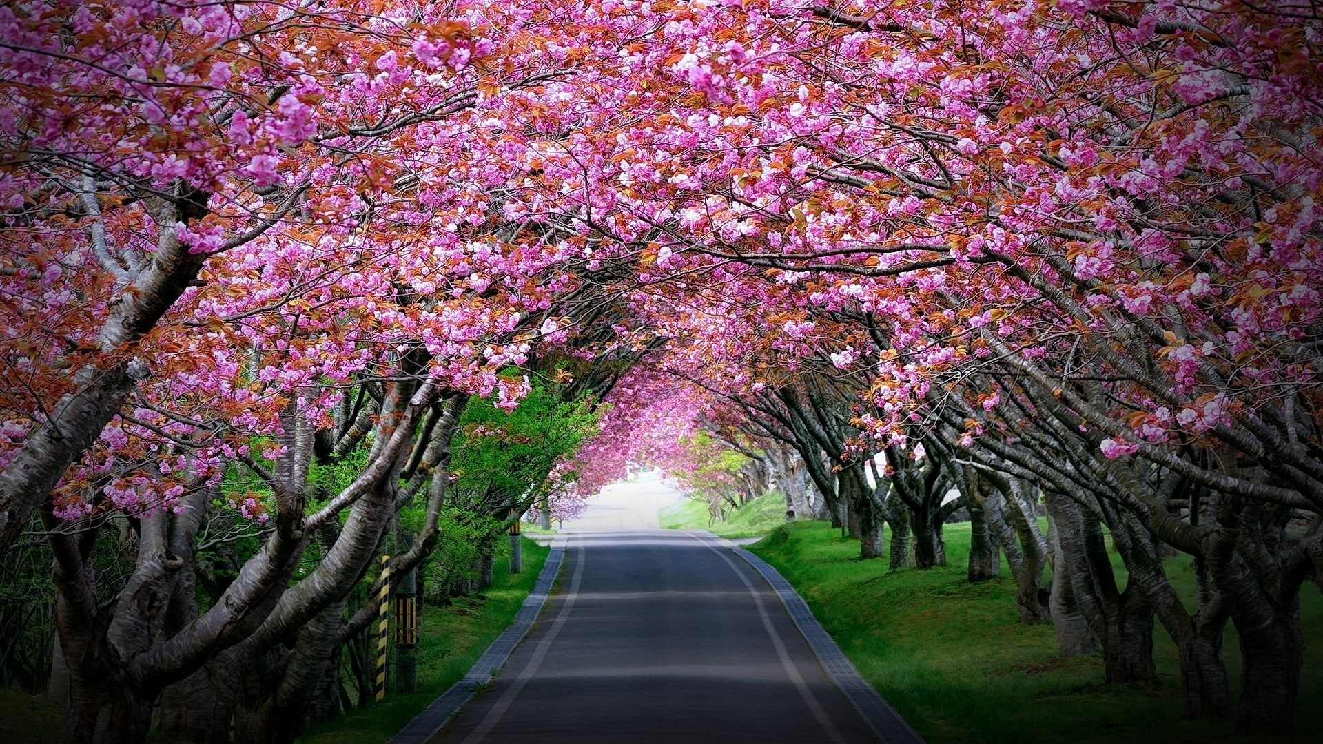 tree, tree canopy, freshness, the way forward, diminishing perspective, flowering plant, road, blossom, growth, cherry blossom, pink color, fragility, beauty in nature, HD Wallpaper
