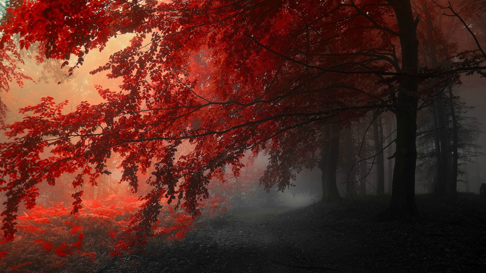 trees, scenics - nature, 1080P, nature, change, woodland, beauty in nature, plant, growth, land, red, branch, tranquil scene, tree canopy, orange color, HD Wallpaper