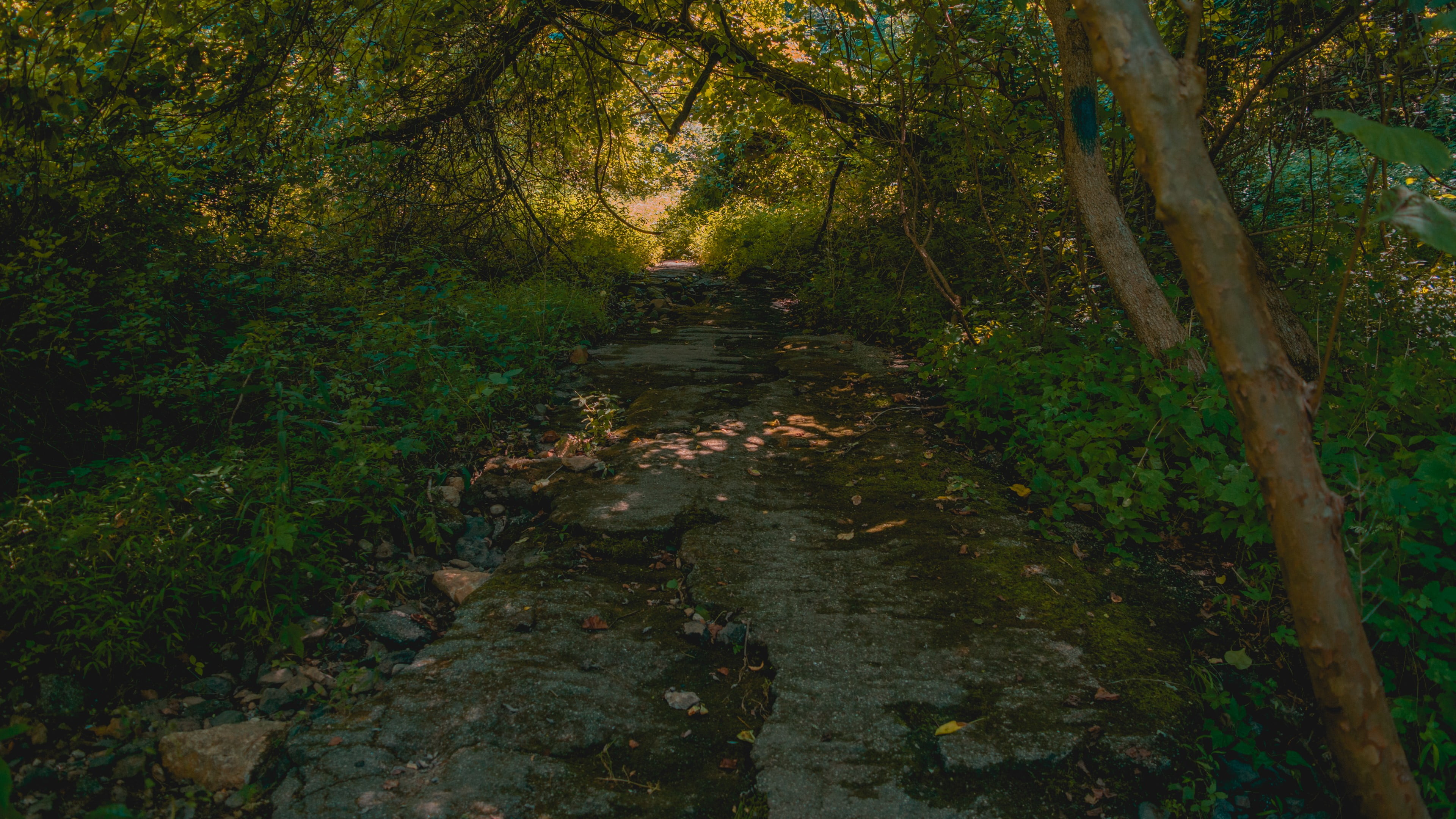 tranquility, leaf, plant, flowing water, tree canopy, non-urban scene, green, trunk, scenics - nature, land, nature, trees, 4K, footpath, tree, forest, HD Wallpaper