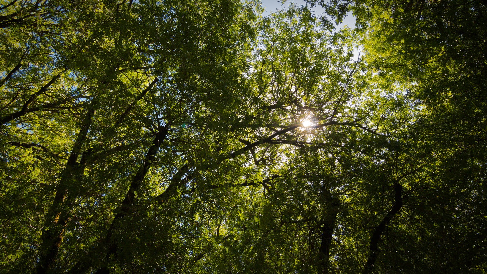 woodland, full frame, green color, plant, growth, scenics - nature, low angle view, streaming, outdoors, green, no people, photography, backgrounds, plants, HD Wallpaper