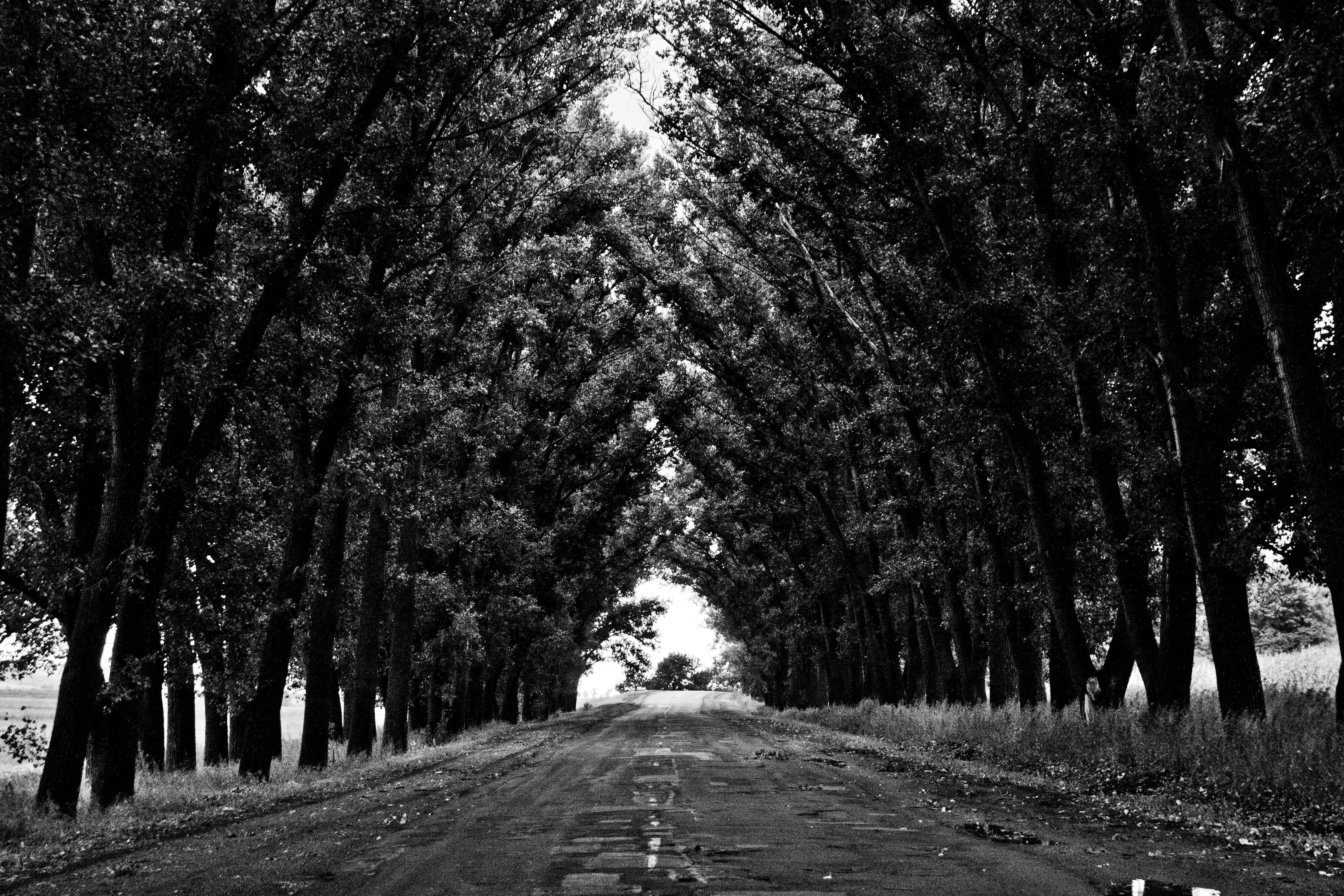 the way forward, outdoors, day, tranquility, no people, woodland, forest, white, growth, 4K, treelined, road, vanishing point, tree trunk, nature, tree canopy, HD Wallpaper