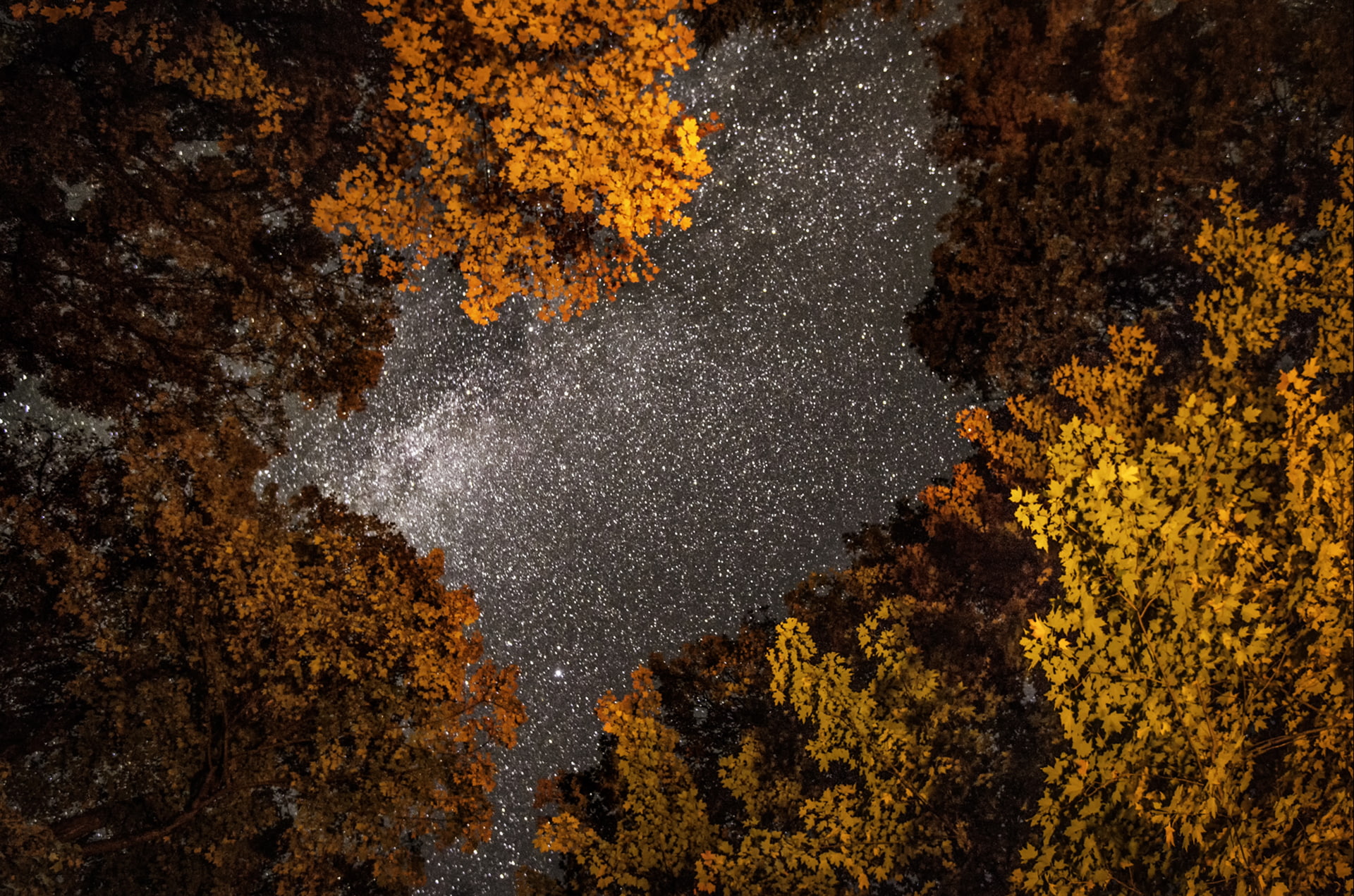 tranquility, plant, change, tree canopy, stars, space, no people, orange color, scenics - nature, growth, forest, 1080P, beauty in nature, star - space, HD Wallpaper