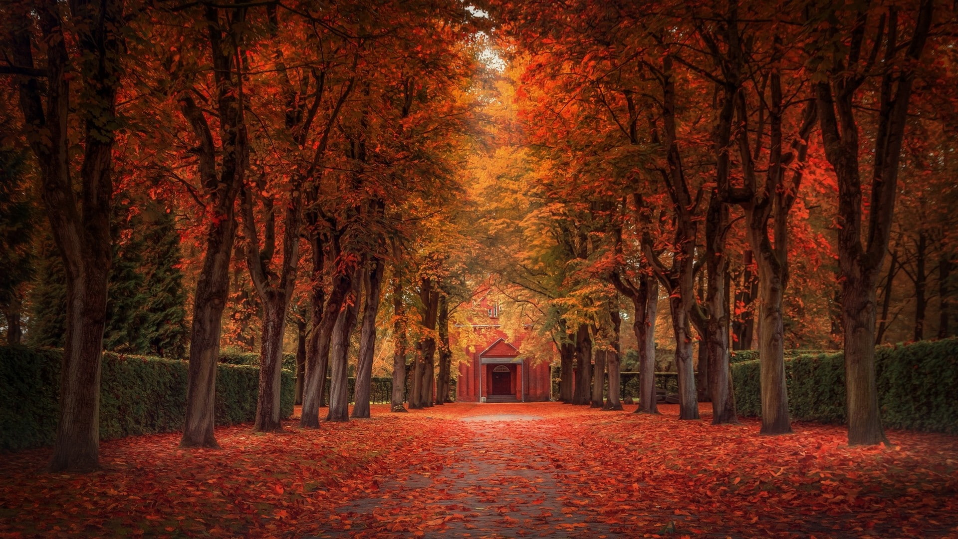 fall, plant part, autumn collection, beauty in nature, land, autumn, landscape, tranquility, treelined, forest, tree, footpath, trunk, tree canopy, leaves, HD Wallpaper