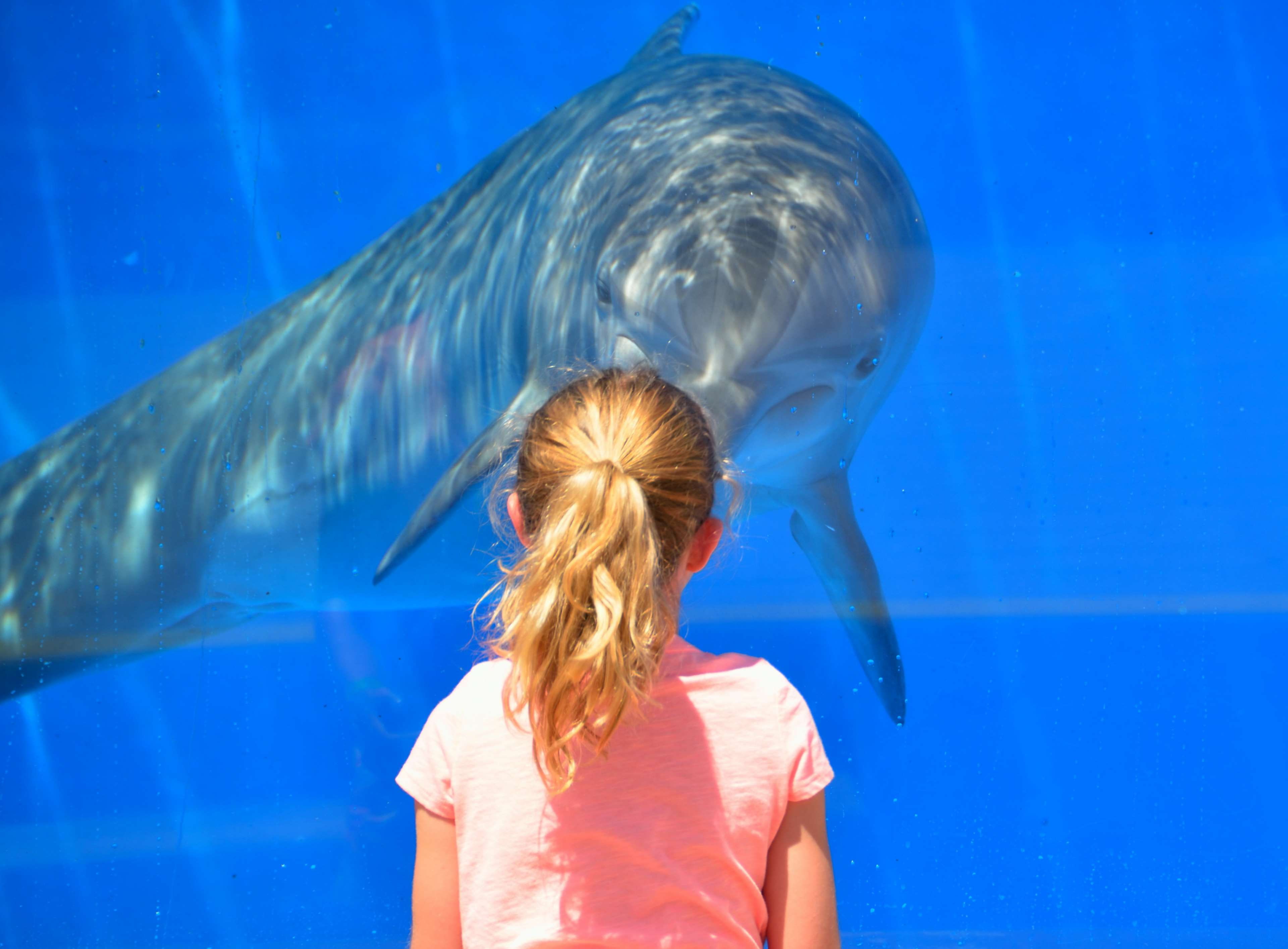 animal wildlife, interacting, interaction, underwater, hair, outdoors, nature, dolphin, childhood, swimming pool, standing, innocence, blue, hairstyle, HD Wallpaper
