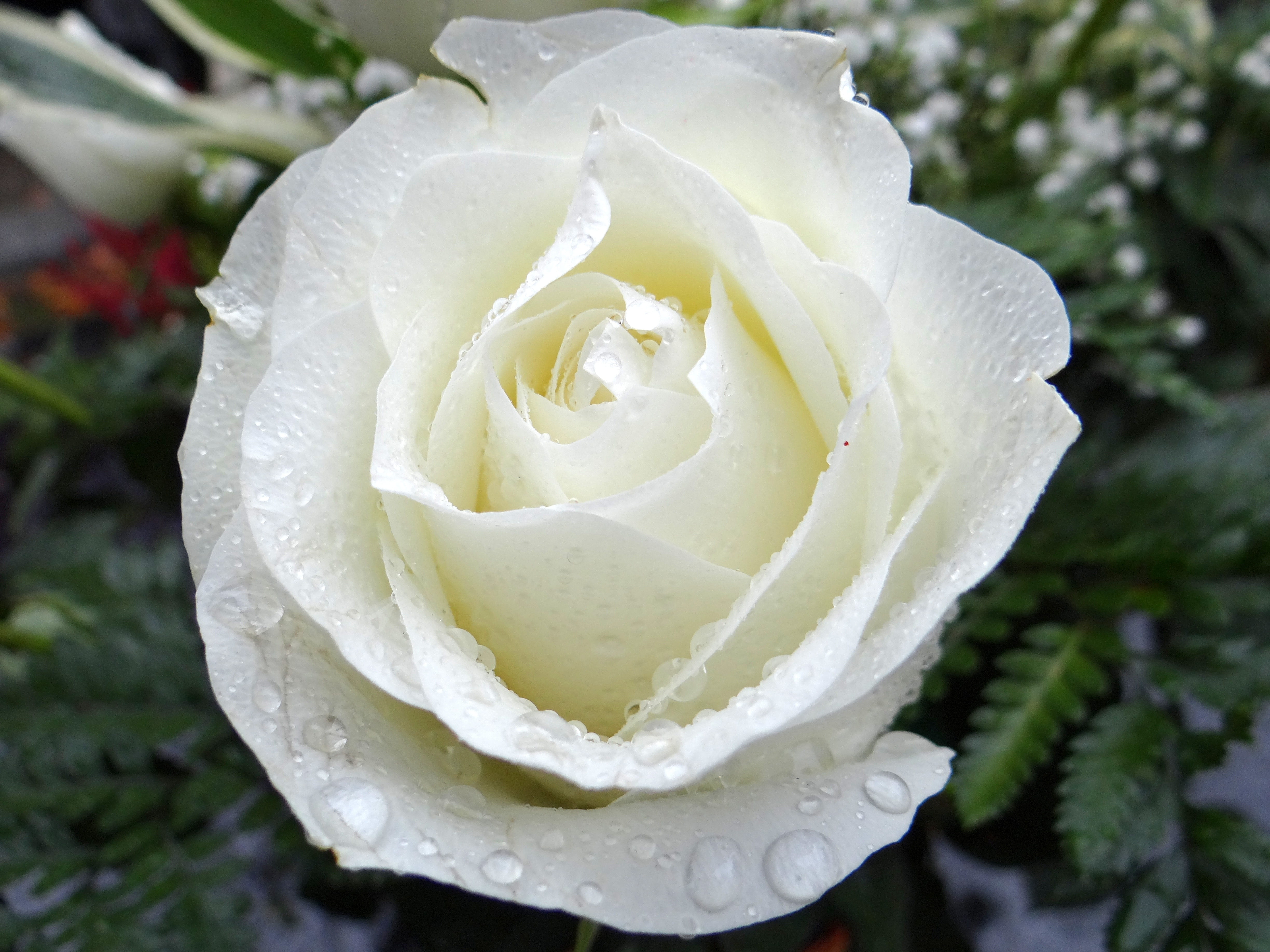 tears, 4K, nature, vulnerability, petal, close-up, prayer, innocence, flower, springtime, ancestors, valentines day - holiday, beauty in nature, inflorescence, HD Wallpaper