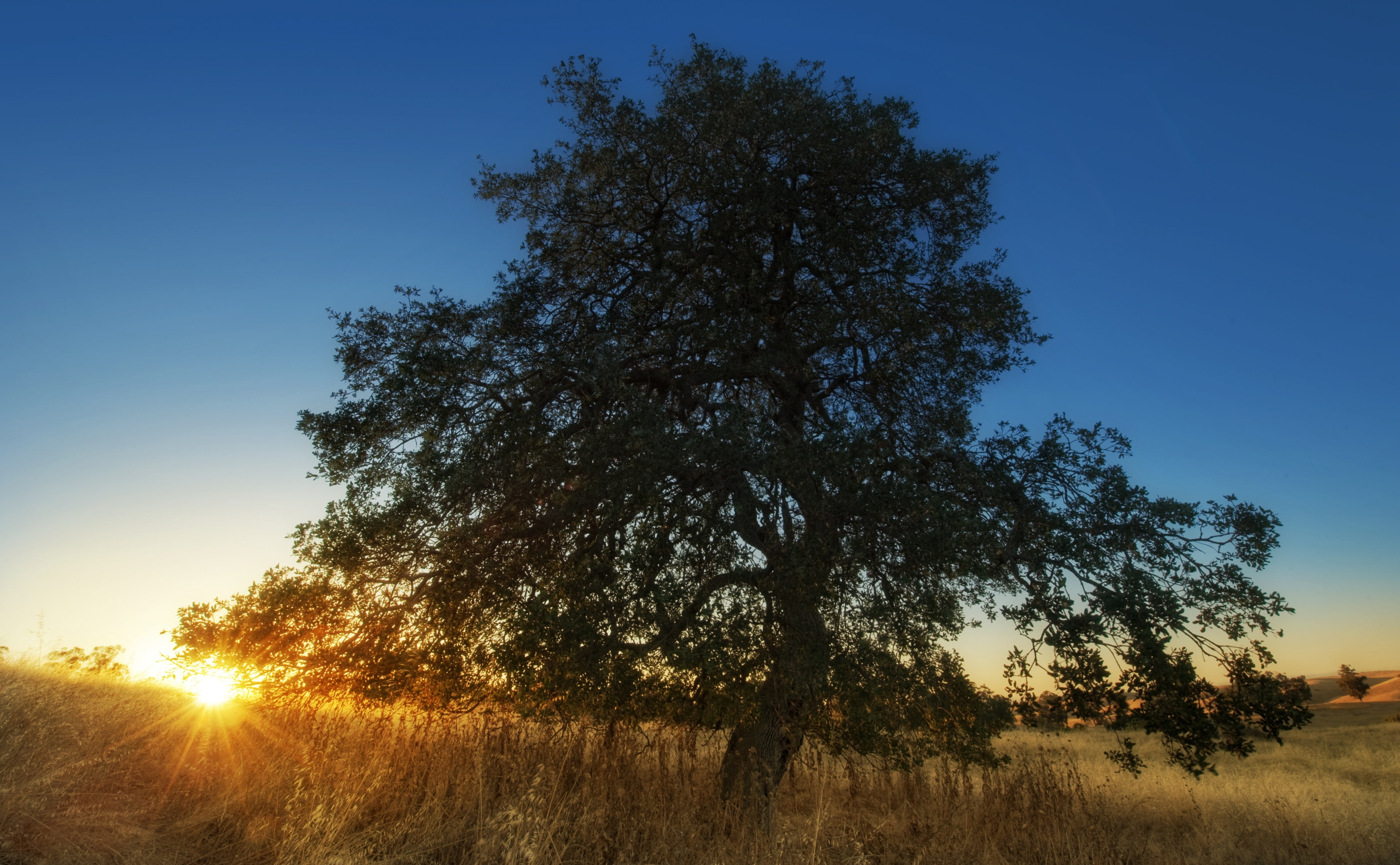 no people, land, nature, plant, Peninsula, capture, scenics - nature, outdoors, Pace, sky, arastradero, green, great photography, sun, leafed, Sunset, Place, HD Wallpaper