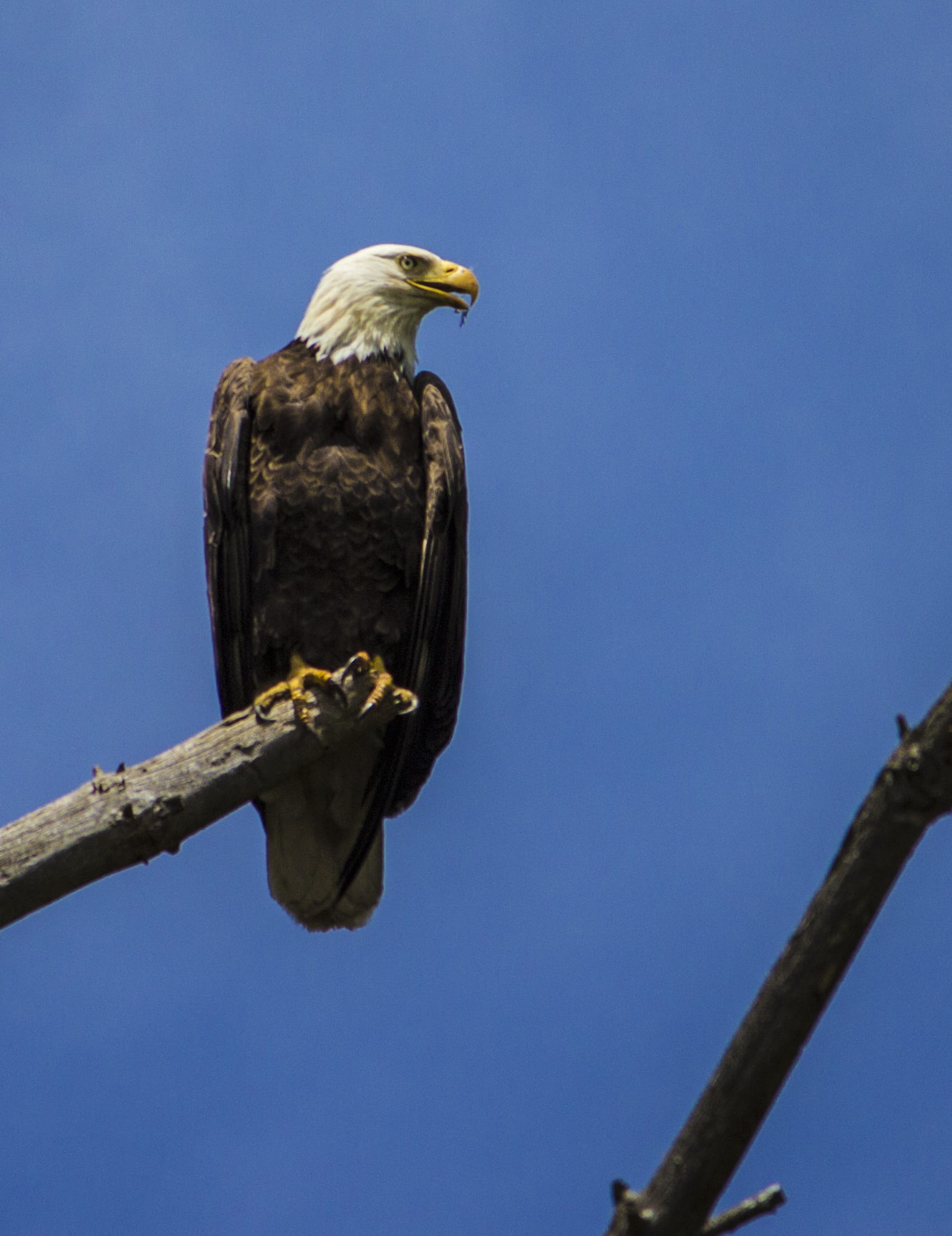outdoors, bird, bird of prey, animal wildlife, tree, low angle view, sky, 1080P, wild, beak, wildlife, raptor, bald eagle, vertebrate, predator, branch, Phone HD Wallpaper