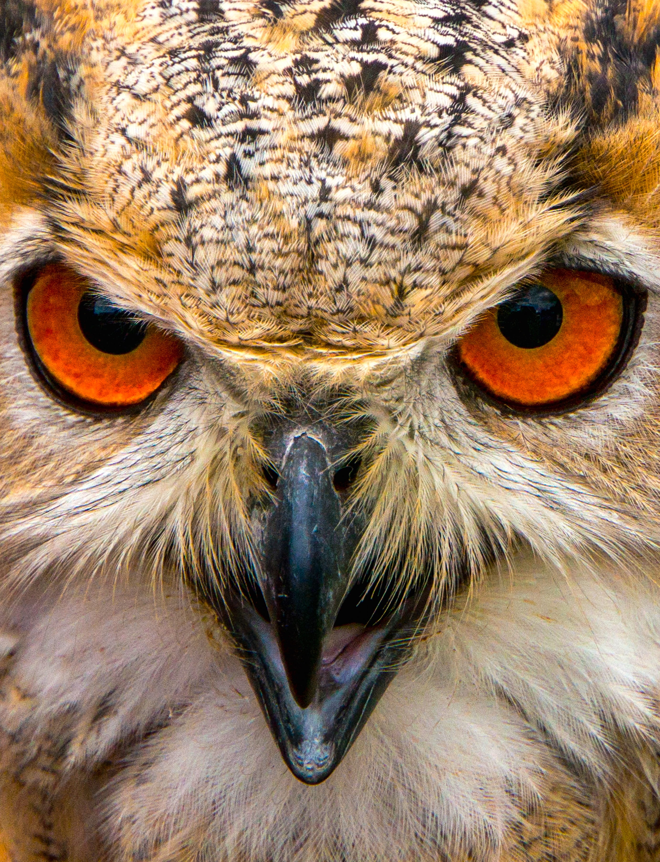 close-up, 2K, animal themes, eagle, owl, bird, animal eye, portrait, beak, eye, looking at camera, siberian, animal mouth, animal wildlife, bird of prey, Phone HD Wallpaper