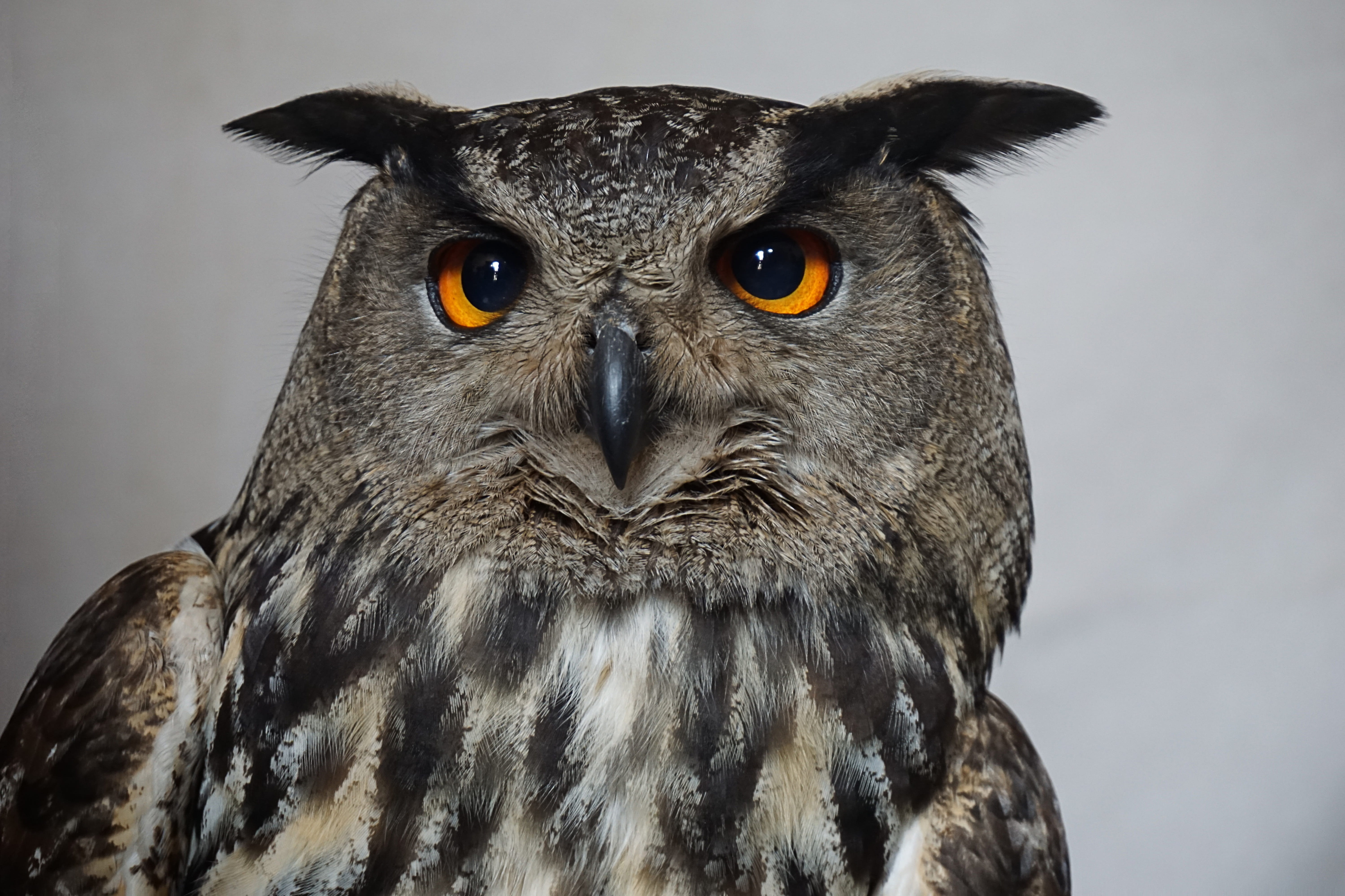 close-up, hunter, bird, photo, nature, portrait, plumage, yellow eyes, Harry Potter, animal wildlife, animals in the wild, vertebrate, closeup, spring, HD Wallpaper