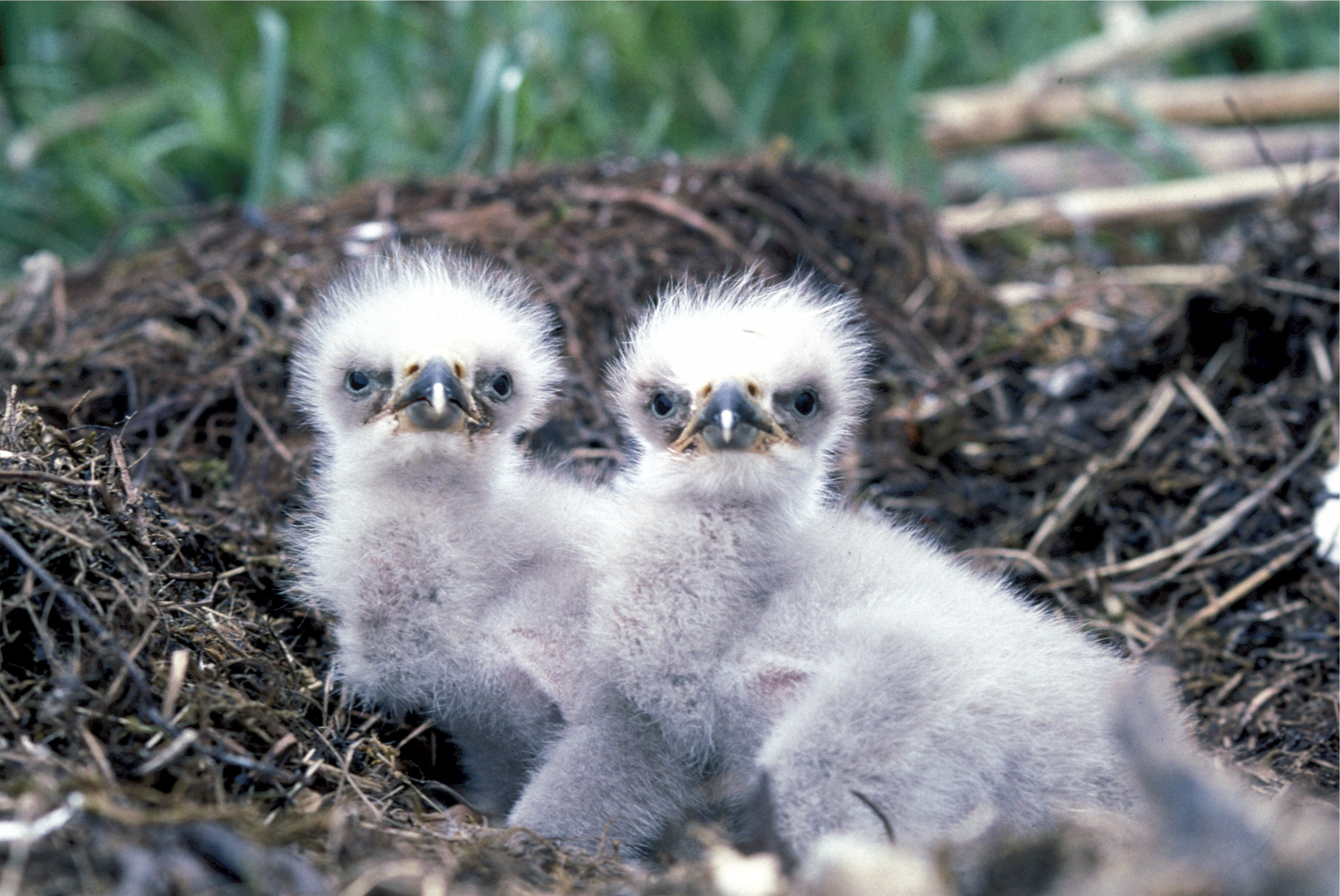 soil, animal wildlife, young animal, mammal, little, eaglets, nature, cute, nesting, hunter, animal, group of animals, predators, two, birds, land, wild, HD Wallpaper