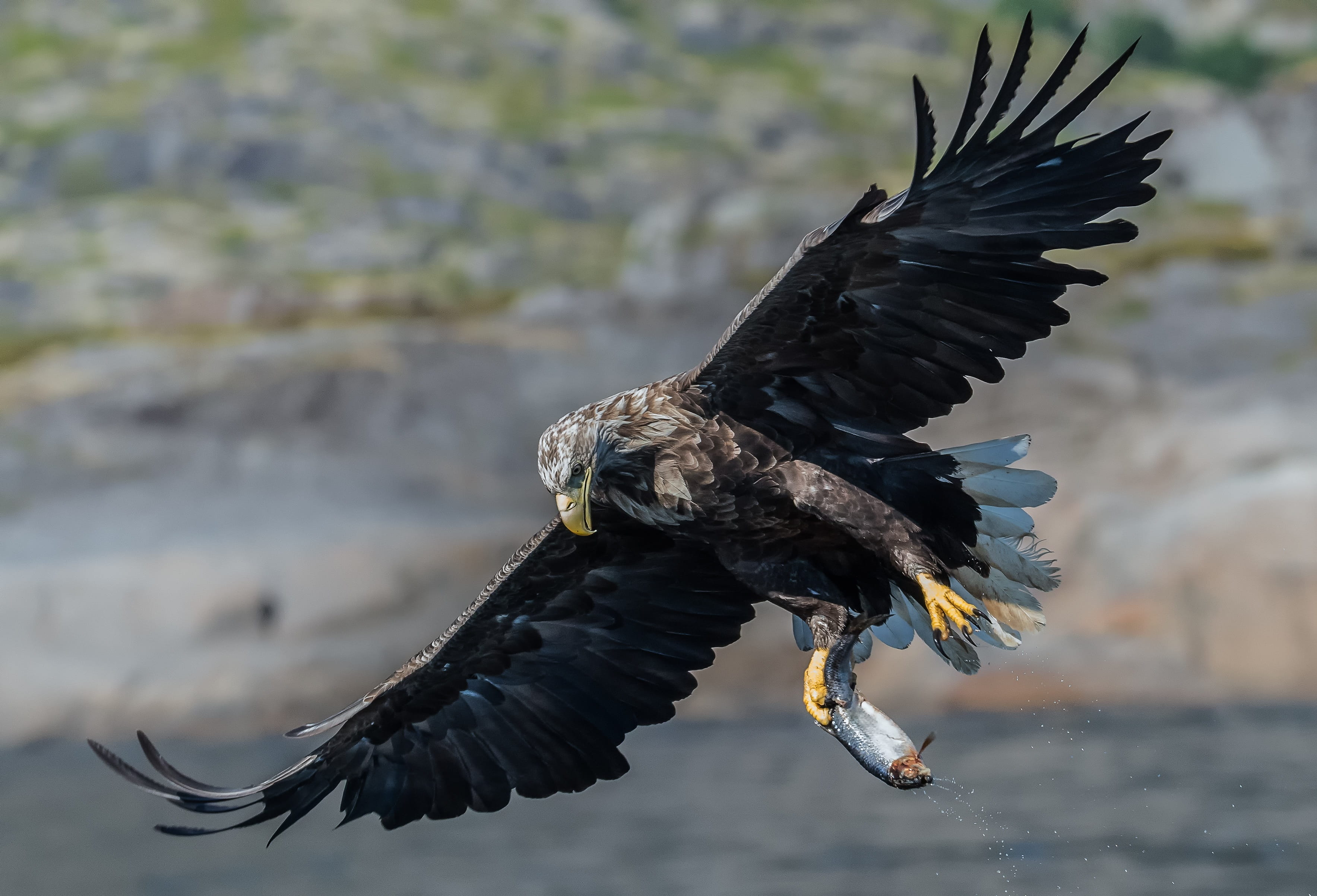 eagle - bird, hunter, motion, the white-tailed eagle, day, one animal, vertebrate, animals in the wild, outdoors, spring, black color, mouth open, smola rising, HD Wallpaper
