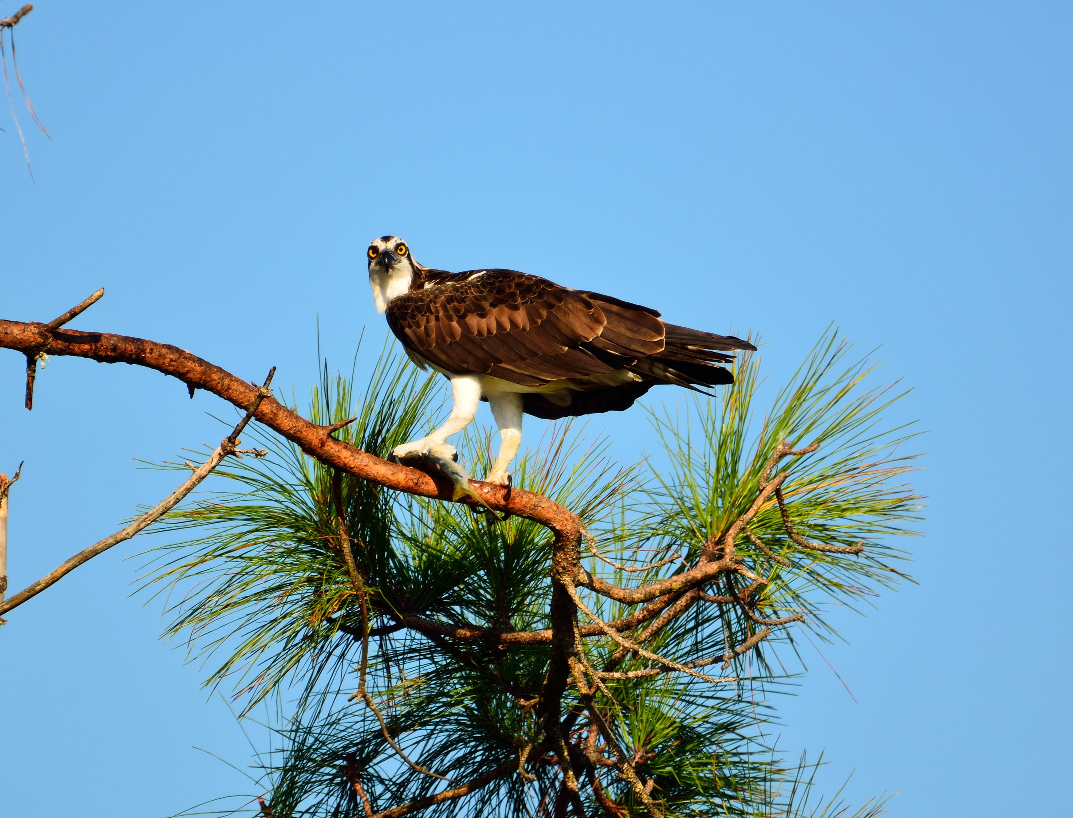 hunter, looking, fly, wild, low angle view, profile view, bird, outdoors, no people, vertebrate, eagle, animal, plumage, hawk - bird, osprey, clear sky, HD Wallpaper