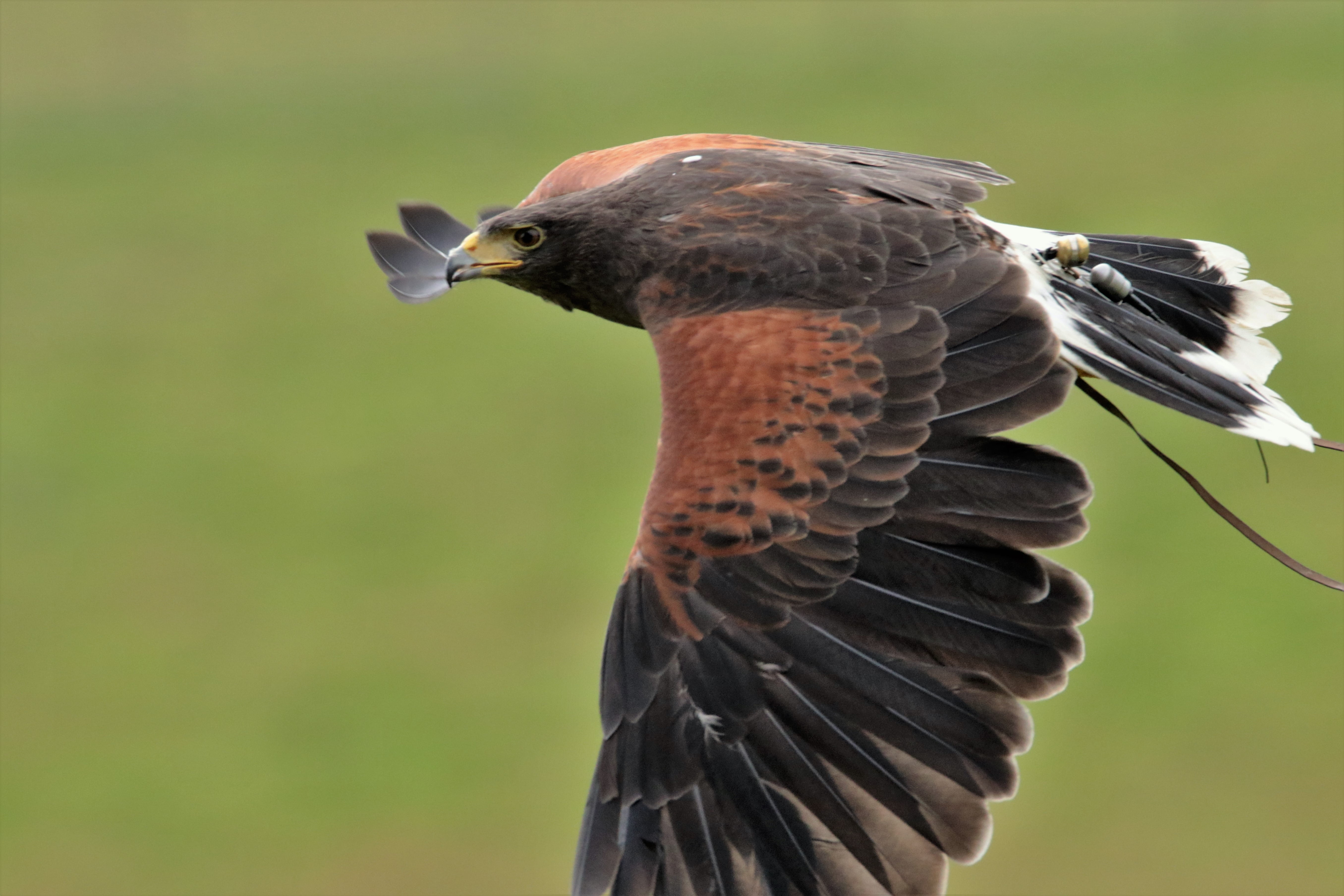 falcon, bird, animals in the wild, looking, vertebrate, beak, animal, profile view, flying, close-up, bird of prey, hunter, focus on foreground, raptor, HD Wallpaper