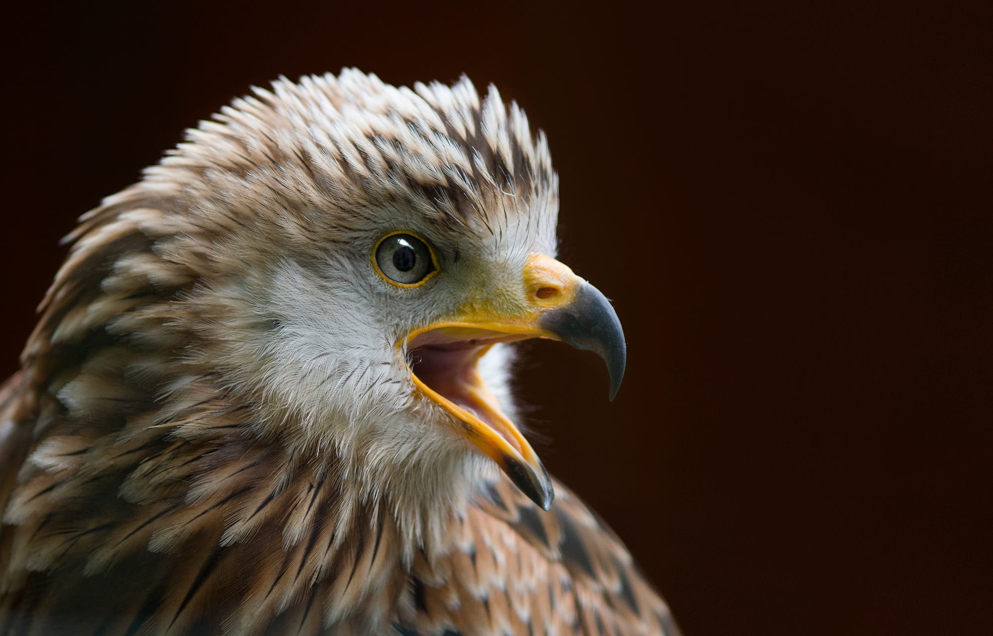 feathers, focus on foreground, predator, wild, animals in the wild, 1080P, animal body part, falcon, portrait, bird, vertebrate, animal head, bald eagle, HD Wallpaper