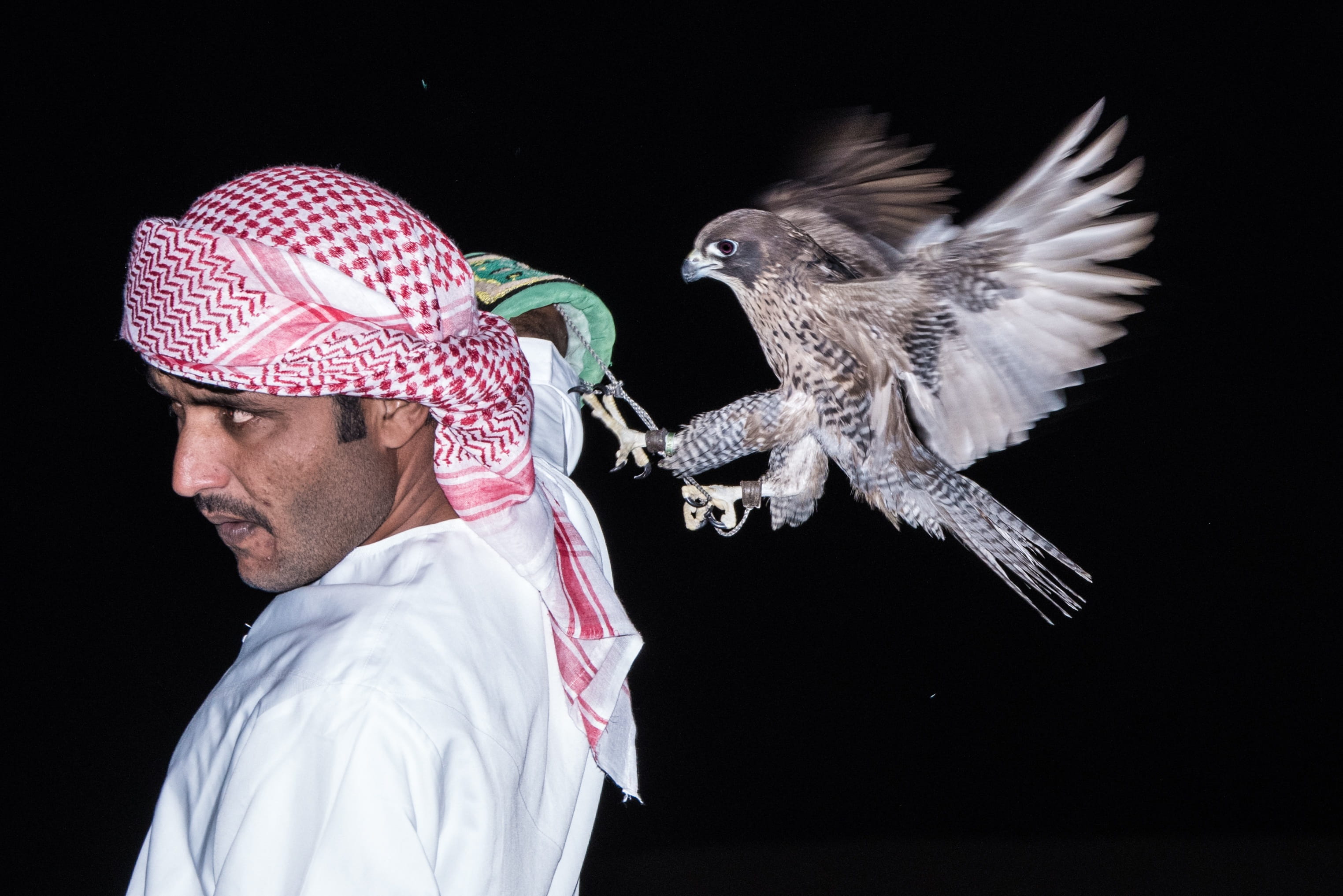 headshot, Motion, looking, clothing, beak, flying, one animal, wing, indoors, bird, young adult, hawk, 2K, predator, falconry, action, people, one man only, HD Wallpaper