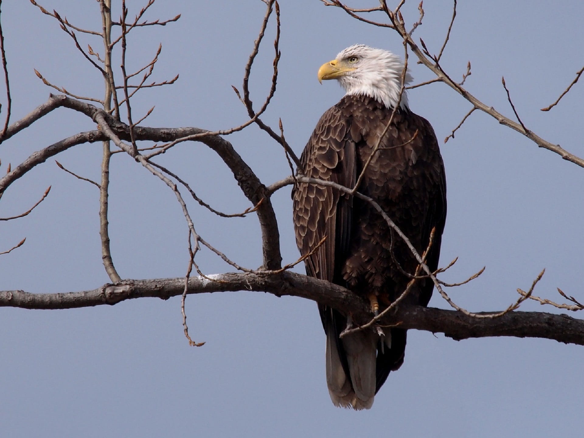 bare tree, Nature, Adult, wildlife, bird of prey, feathers, low angle view, no people, tree, eagle, Bald Eagle, majestic, one animal, predator, animal themes, HD Wallpaper