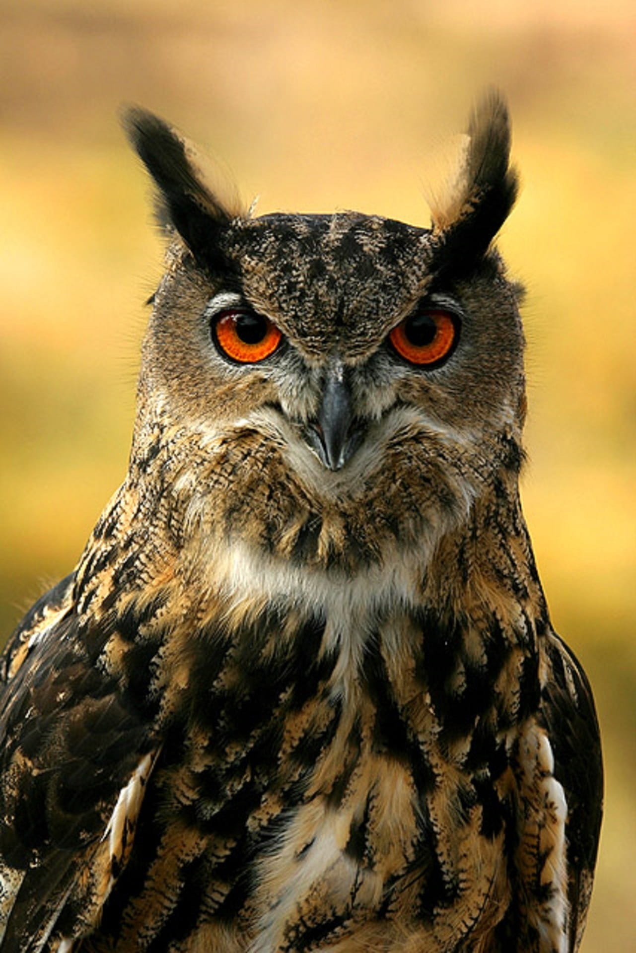 nature, eye, yellow eyes, one animal, Wildlife, raptor, owl, animal, hunter, perched, looking, animal eye, looking at camera, Bird, bird of prey, nocturnal, Phone HD Wallpaper