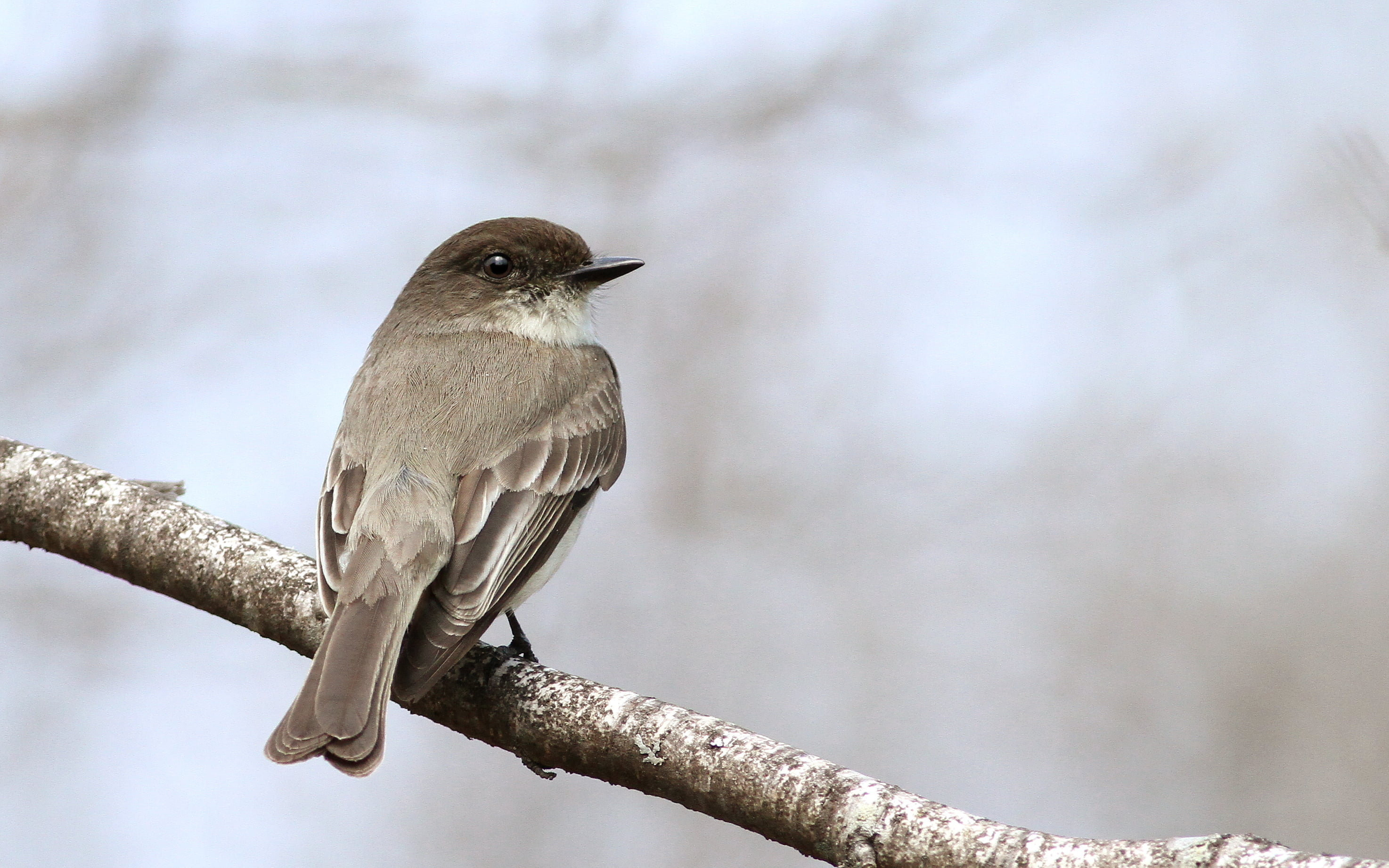 animal, 2K, tree, perched, beak, small, outdoors, branch, gray, eastern, bird, nature, phoebe, wildlife, HD Wallpaper