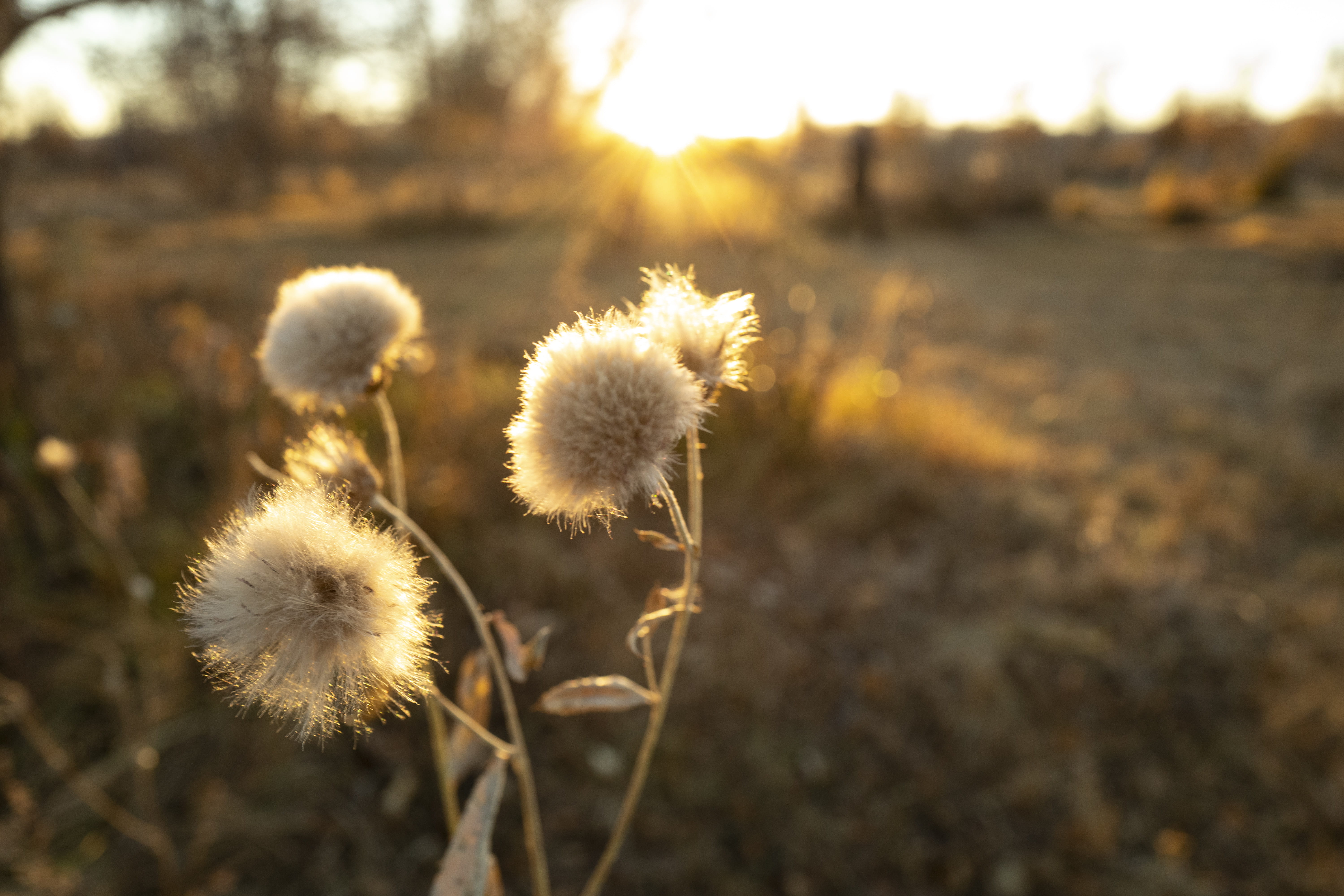 back lit, sunlight, dandelion, land, tranquility, growth, focus on foreground, day, flower, ulgii, nature, 5K, close-up, softness, mongolia, fragility, HD Wallpaper