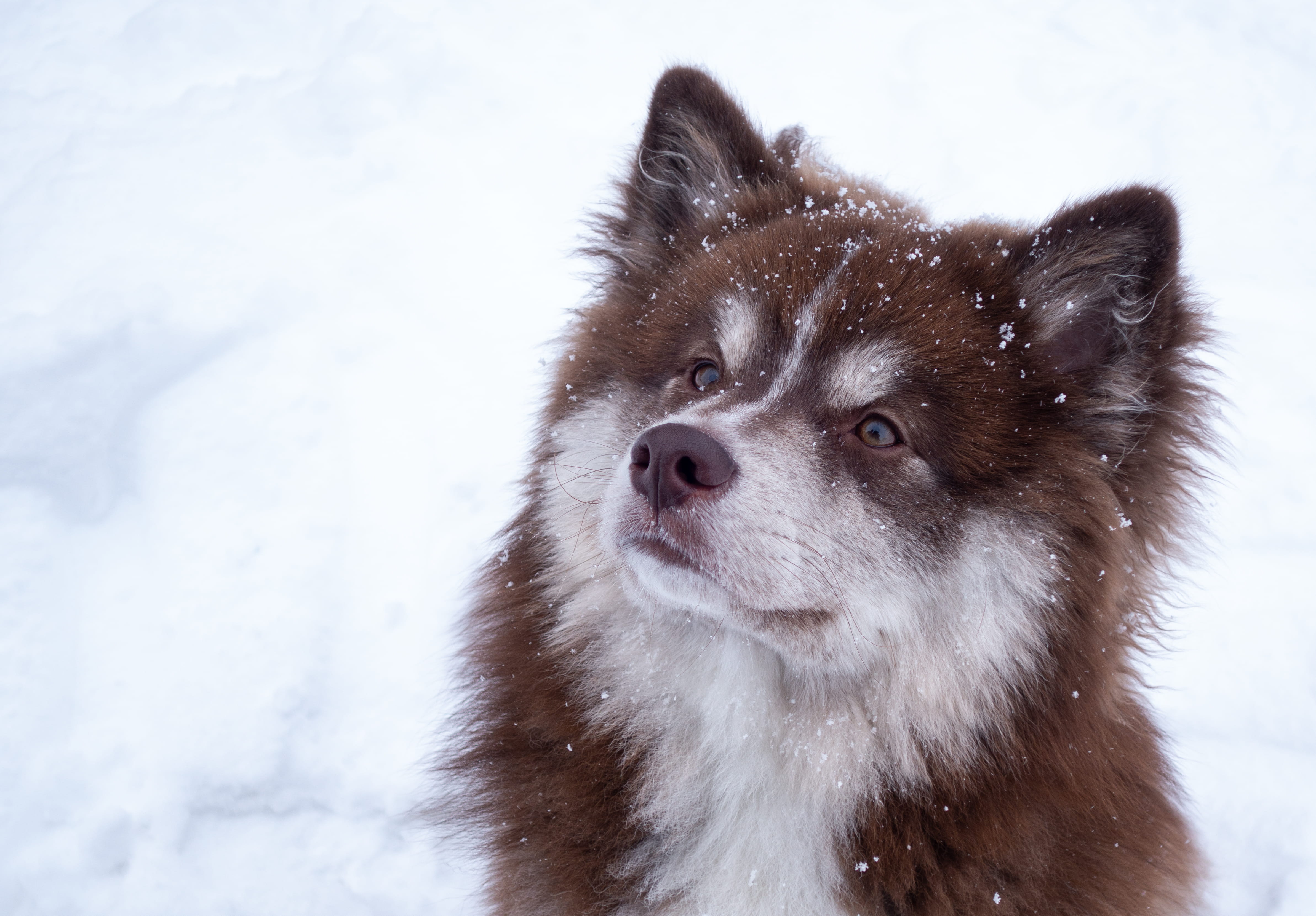 animals in the wild, looking, snowing, canine, domestic animals, sweden, 4K, vertebrate, domestic, ice, finland, calm, husky, look, mammal, walk, animal head, HD Wallpaper