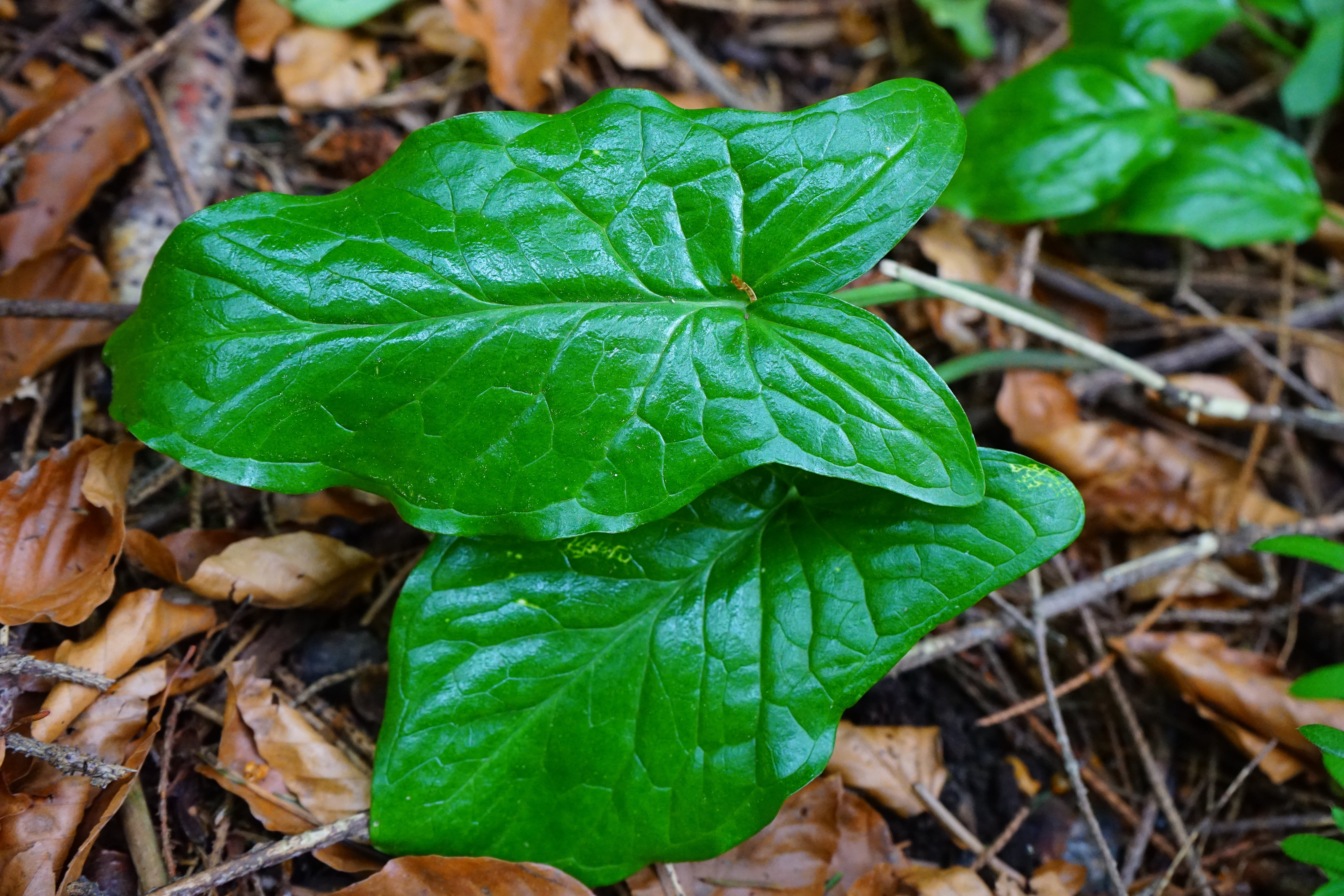 toxic, green color, leaves, field, vulnerability, land, 5K, poisonous plant, aerosol, plant, no people, leaf vein, beauty in nature, aronstabgewaechs, HD Wallpaper