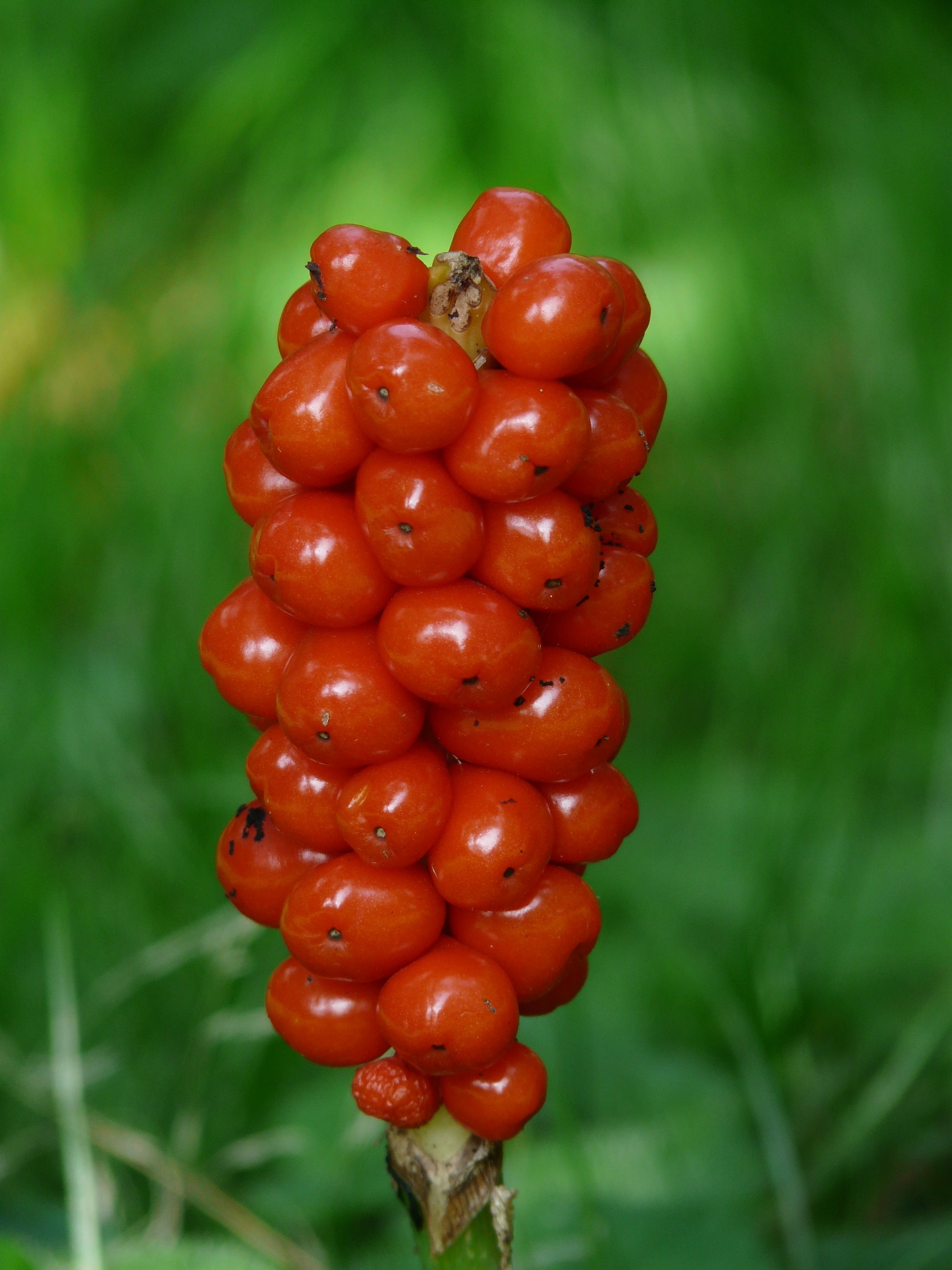 freshness, fruit, aerosol, growth, red, day, field, food, healthy eating, nature, land, berries, green color, 2K, poisonous plant, ripe, focus on foreground, Phone HD Wallpaper
