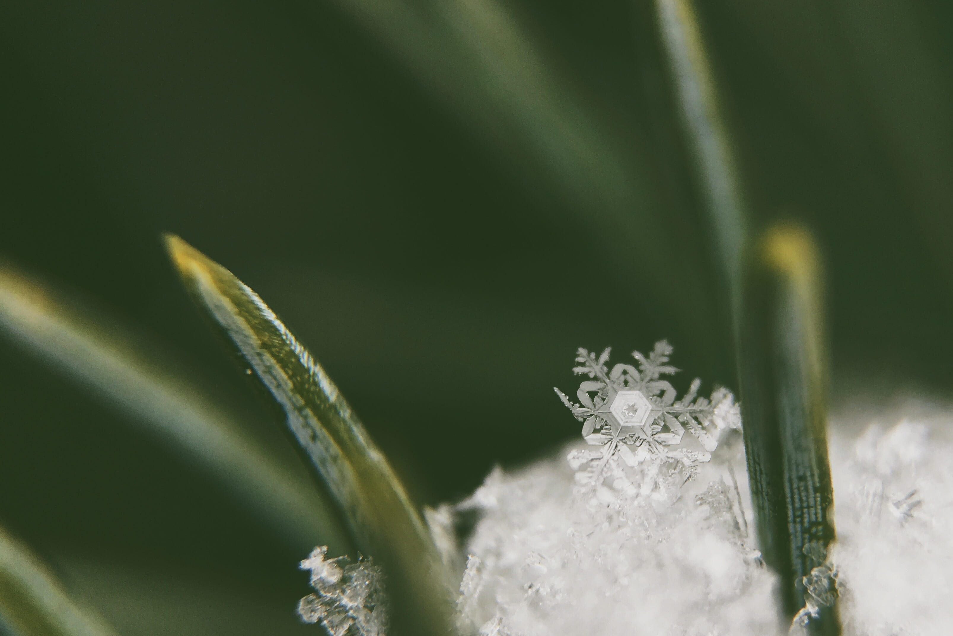cold temperature, blade of grass, nature, selective focus, flakes, cold, frozen, green color, black background, flake, white color, crystal, plant part, HD Wallpaper