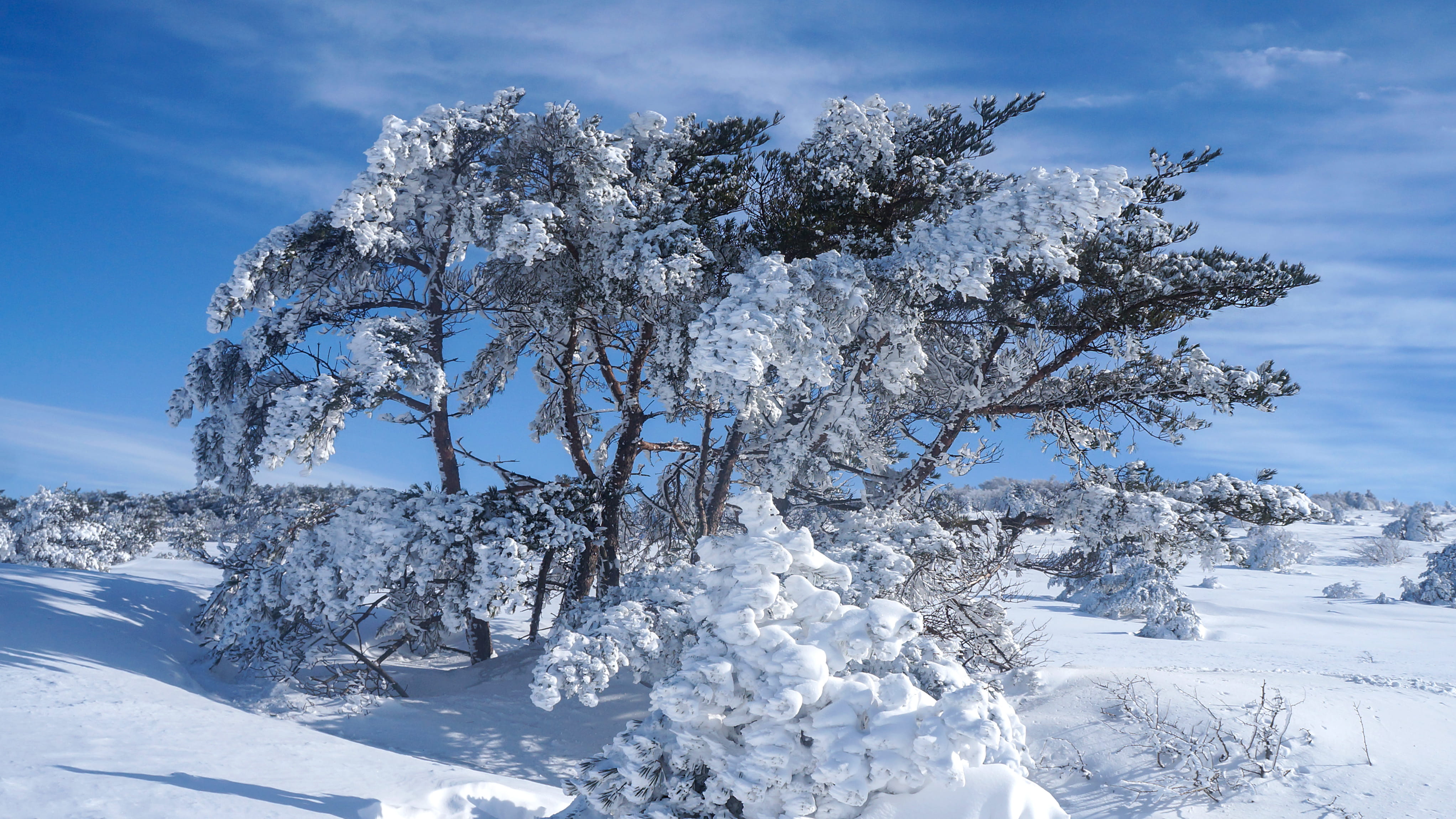 hallasan mountain, day, woodland, frost, daytime, white color, extreme weather, tranquil scene, coniferous tree, plateau, storm, ice, south korea, winter, HD Wallpaper