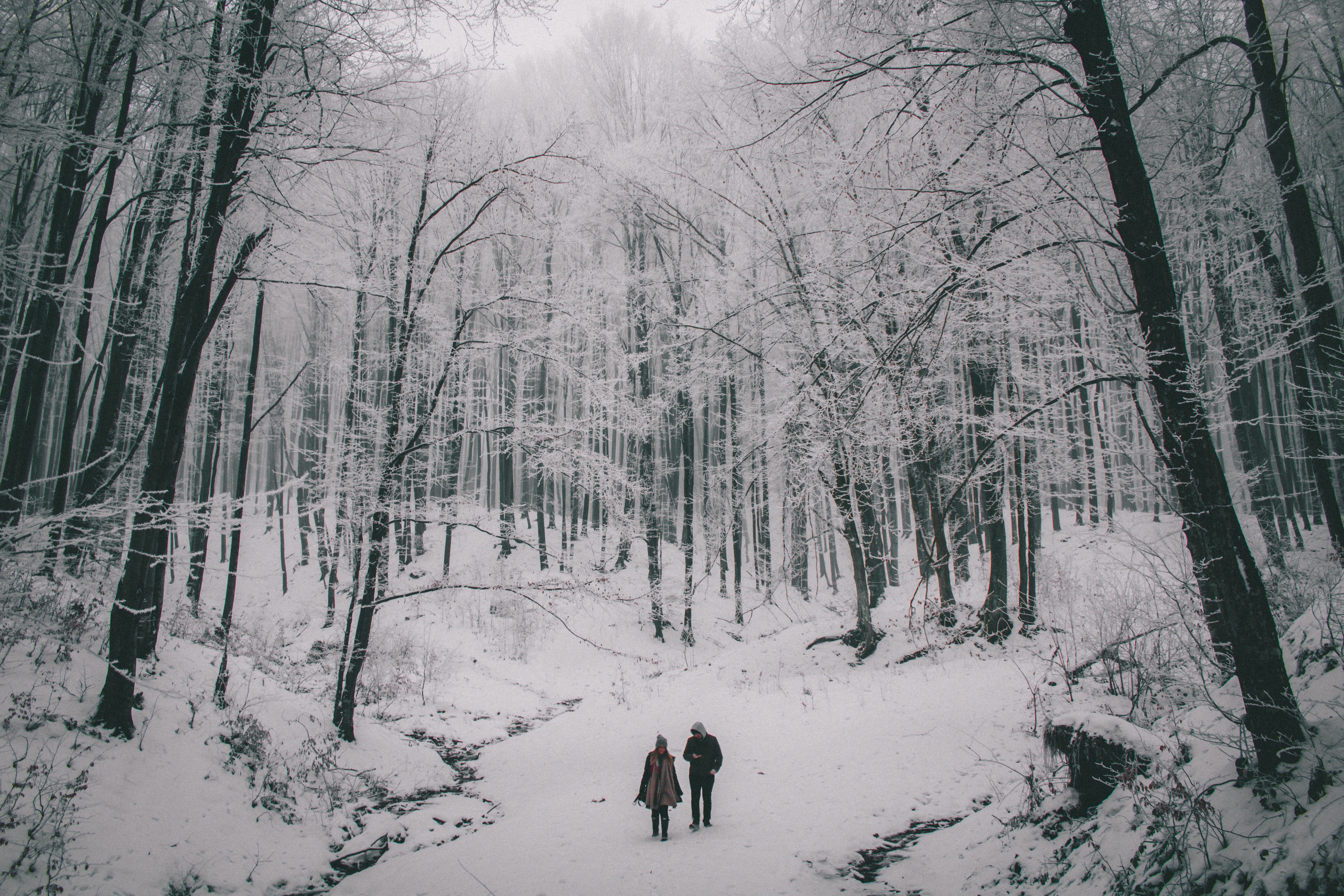 black and white, rear view, persons, walking, nature, weather, bare tree, warm clothing, tranquility, scenics - nature, photo, outdoor, travel, snow, cold, HD Wallpaper