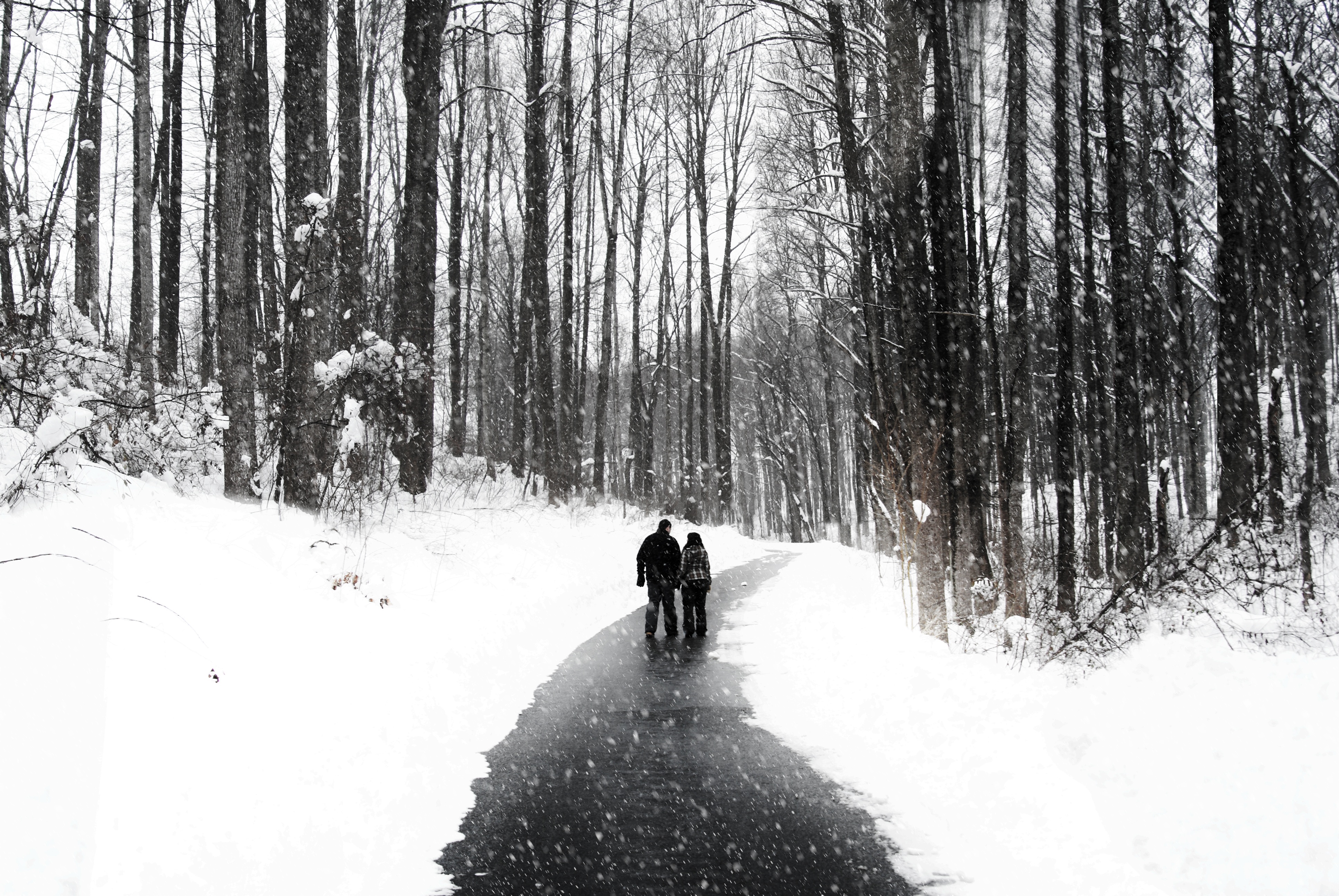 two, land, people walking, warm clothing, nature, 4K, persons, snowfall, grayscale, trees, day, beauty in nature, husband and wife, covering, the way forward, HD Wallpaper