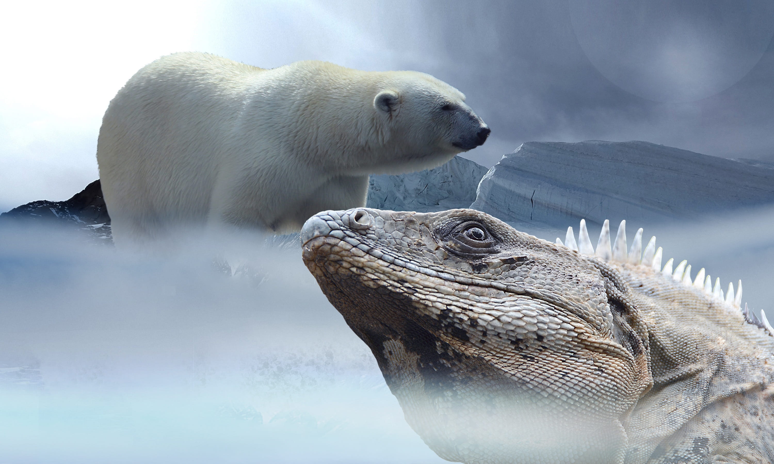 exotic, animal, animal head, disaster, Lizard, Iguana, animal body part, no people, snow, animals in the wild, glacier, fog, Ice, outdoors, 2K, animal themes, HD Wallpaper
