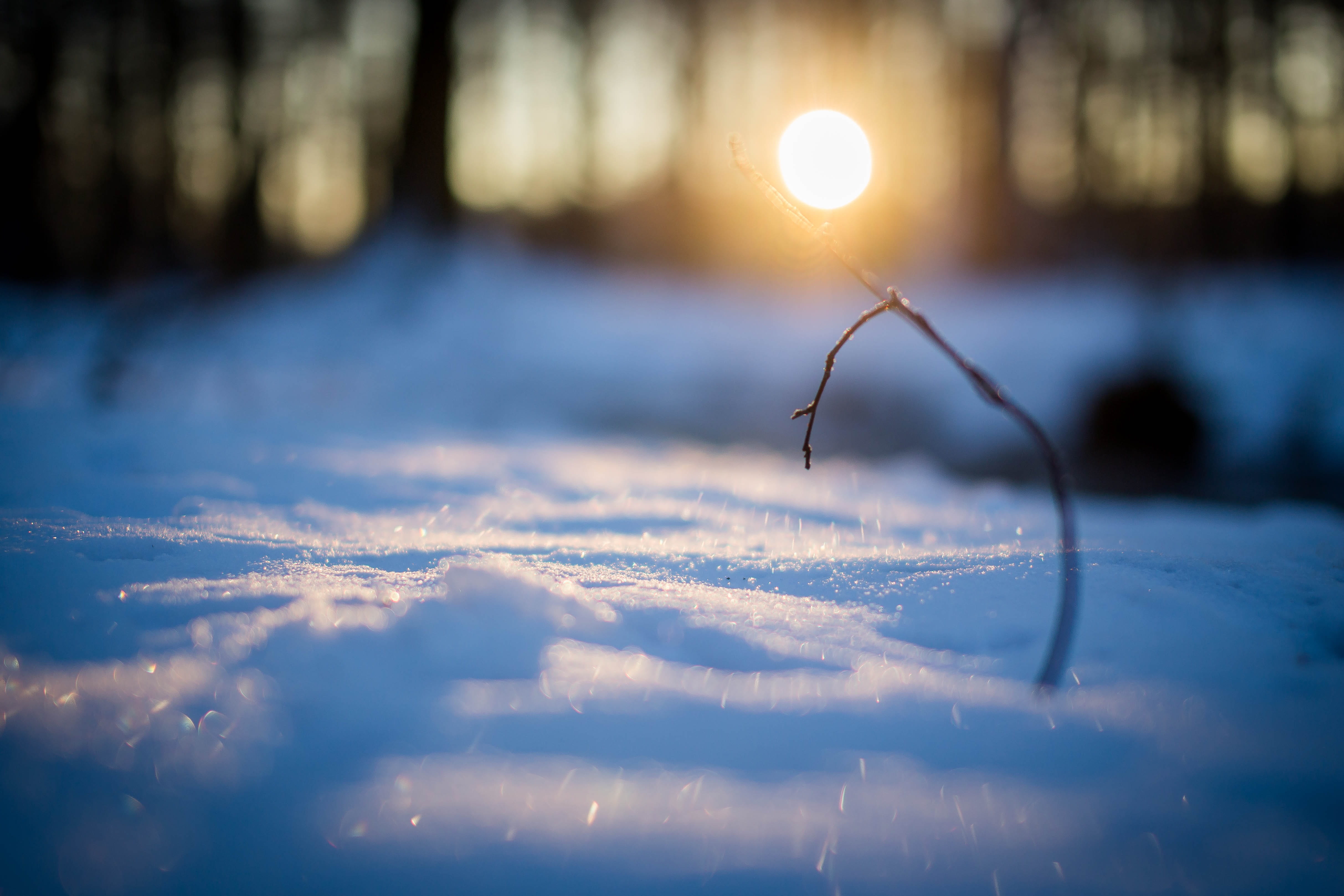 one animal, frozen, 4K, sunset, snow, invertebrate, snowy, outdoors, tree, close-up, nature, animals in the wild, day, backgrounds, ice, cold, powder snow, HD Wallpaper