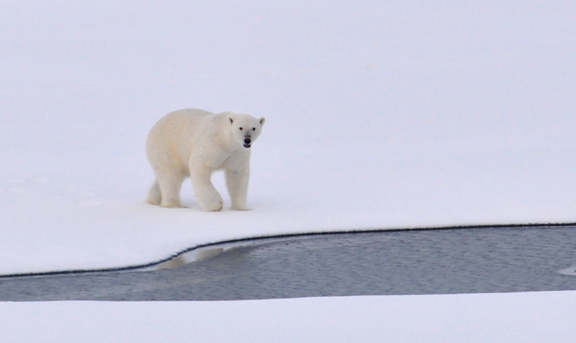 vertebrate, animal, winter, dog, ocean, body, arctic, sea, wildlife, animal wildlife, ice, cold temperature, cold, white color, water, bear, full length, HD Wallpaper