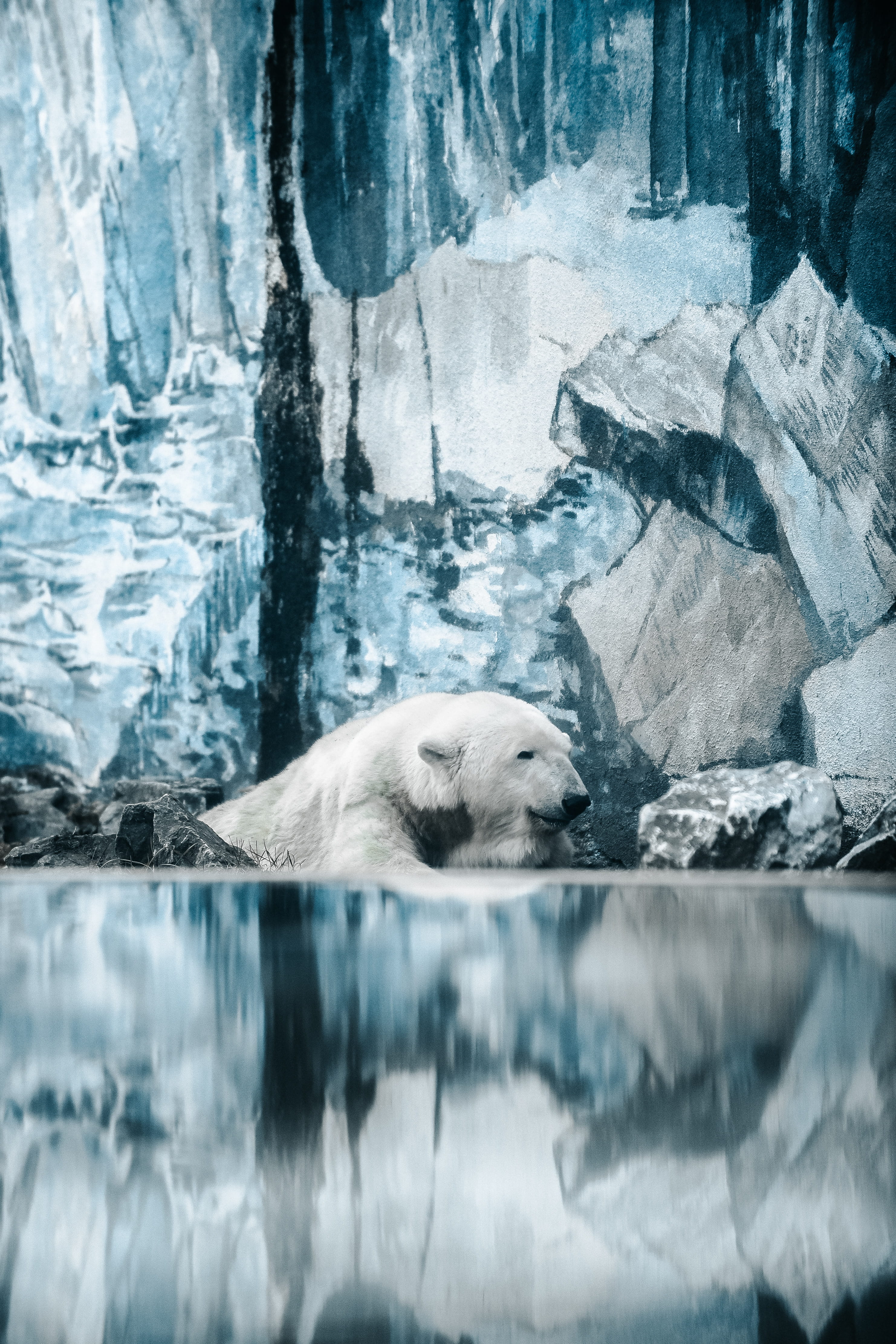 animal, water, vertebrate, cold, wild, animals in the wild, bear, winter, one animal, day, like, reflection, animal themes, polar, cold temperature, wildlife, Phone HD Wallpaper