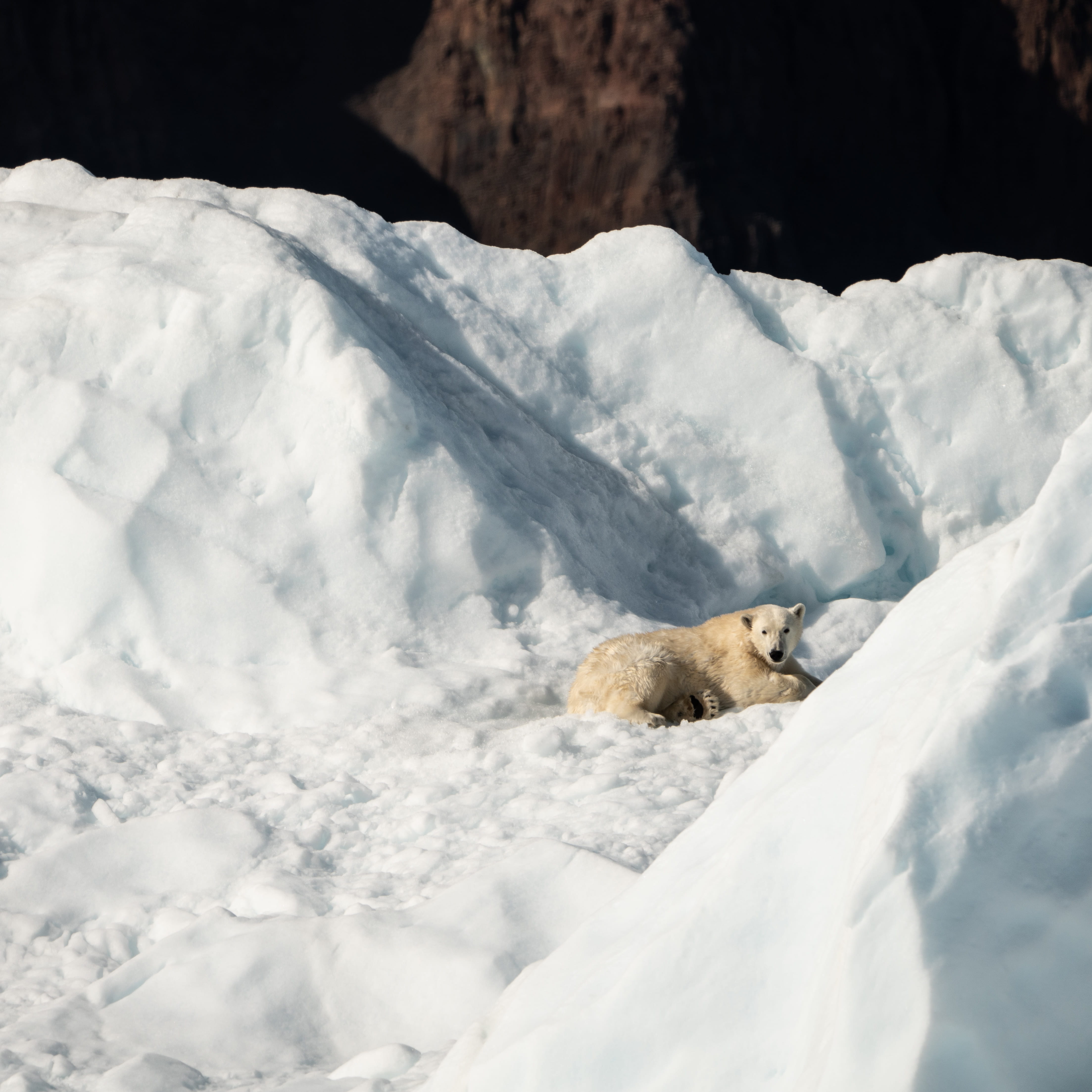 snow, no people, one animal, iceberg, daytime, vertebrate, polar, bear, adventure, ice, mammal, day, nature, relaxation, white color, arctic fox, cold temperature, Phone HD Wallpaper