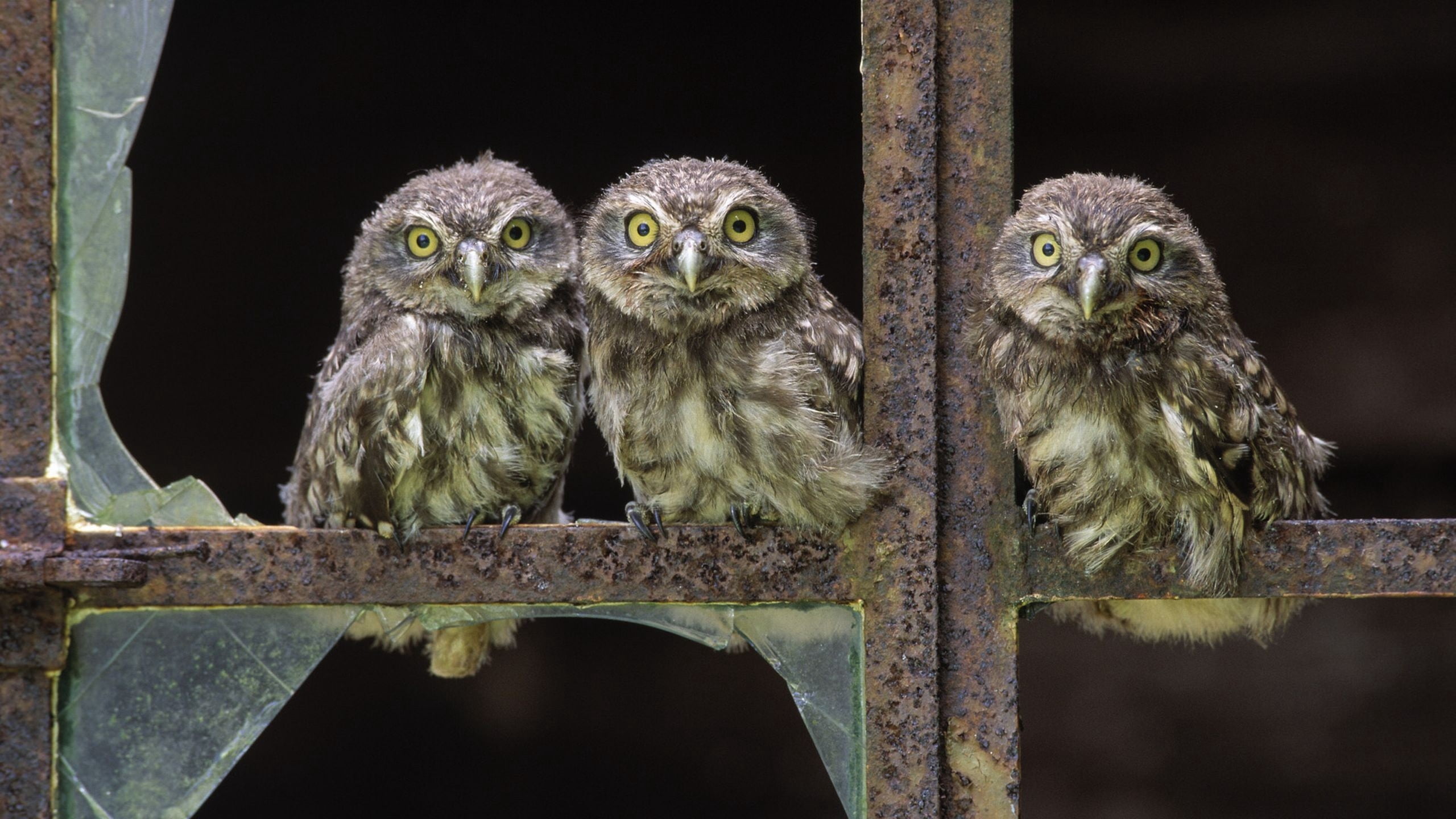 brown, feather, wildlife, sit, young animal, bird, perching, carnivore, tree, 2K, looking at camera, night, group of animals, no People, small, owl, three, HD Wallpaper