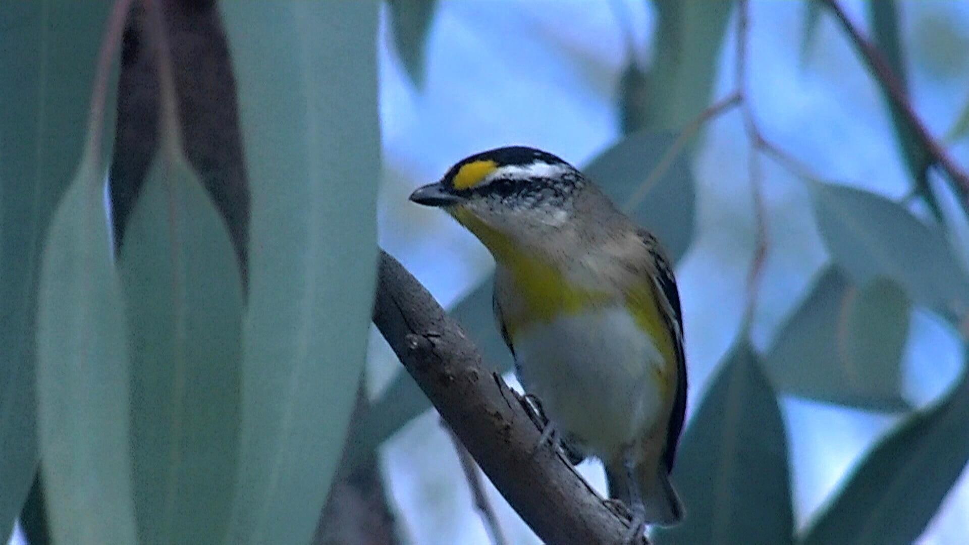 striated, black, gray, bird, pardalote, 1080P, cute, australian, little, yellow, white, animals, HD Wallpaper