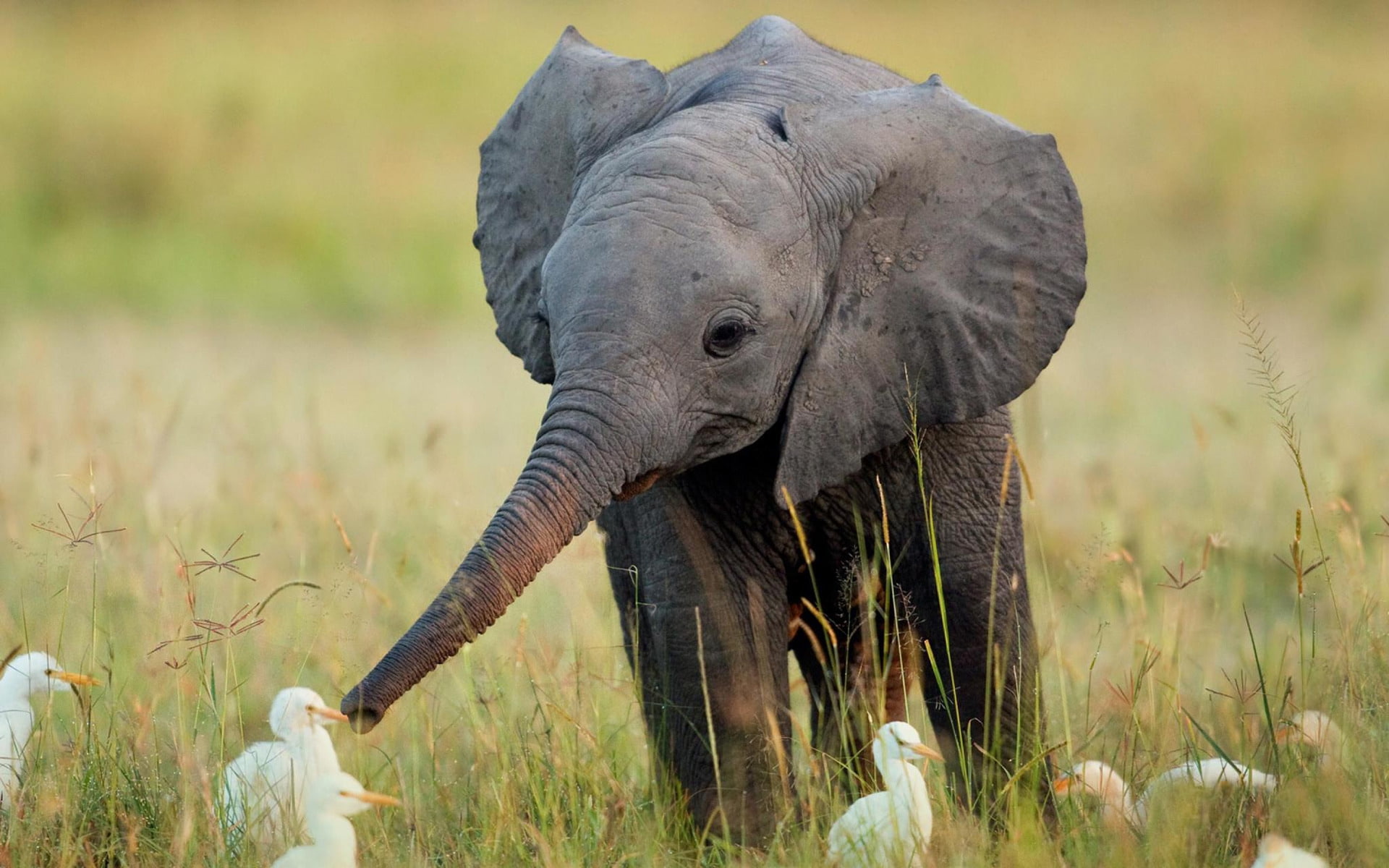 flock, bird, duck, elephant, little, 1080P, cute, brown, crane, HD Wallpaper