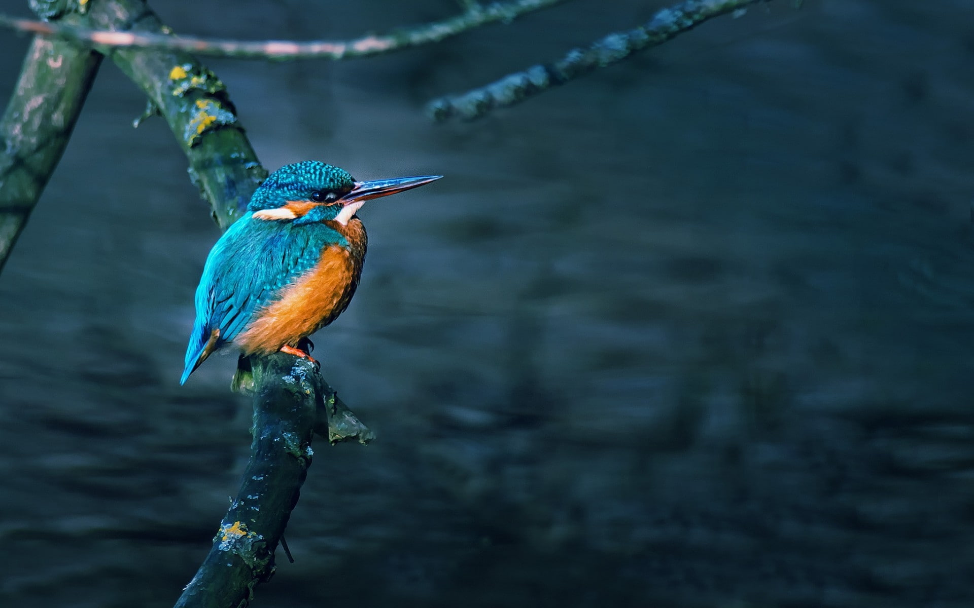 little, bird, 1080P, gorgeous, beautiful, HD Wallpaper