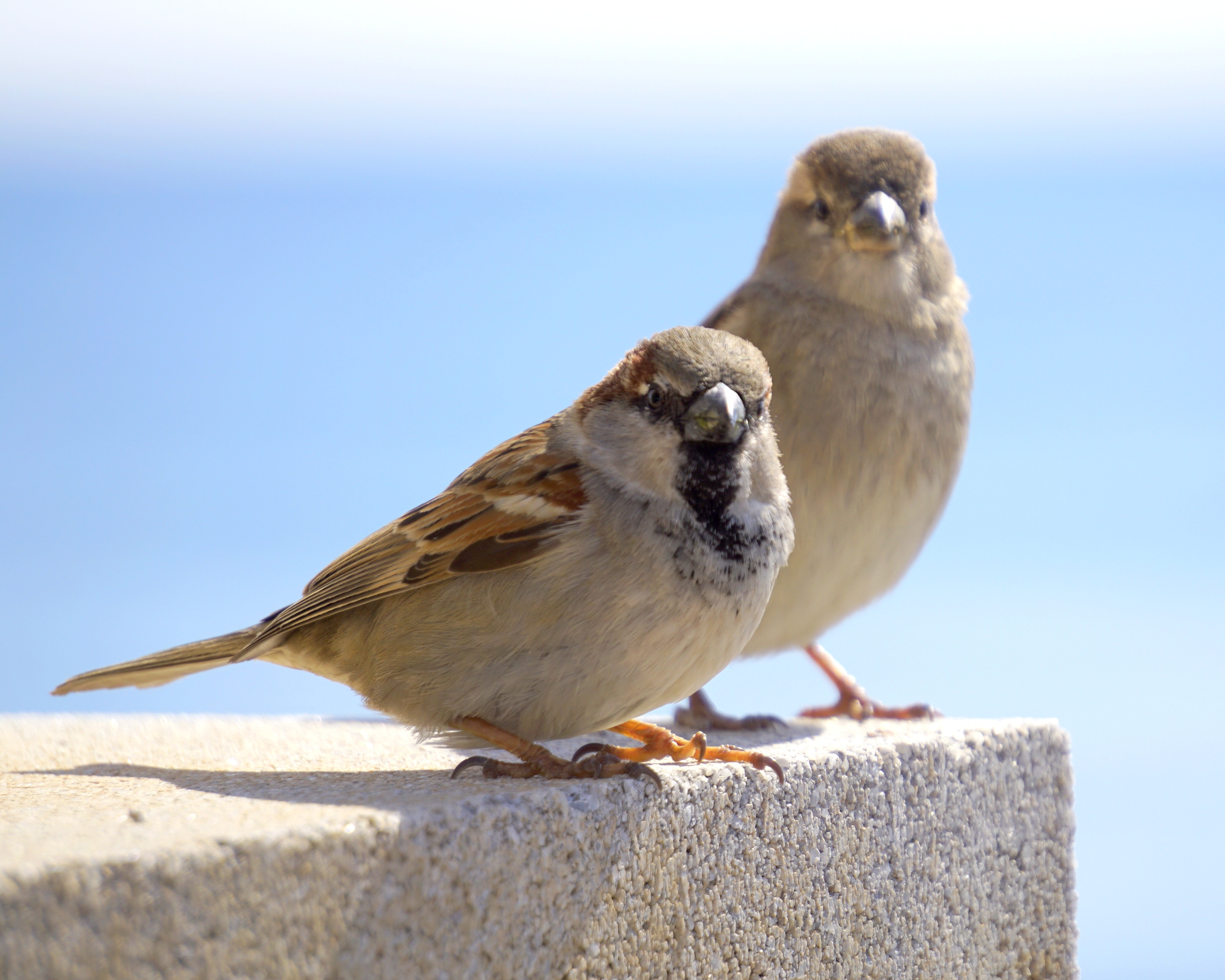 two animals, fauna, focus on foreground, bird, sparrow, sky, clear sky, nature, animals in the wild, sparrows, animals, animal, male and female, animal themes, HD Wallpaper