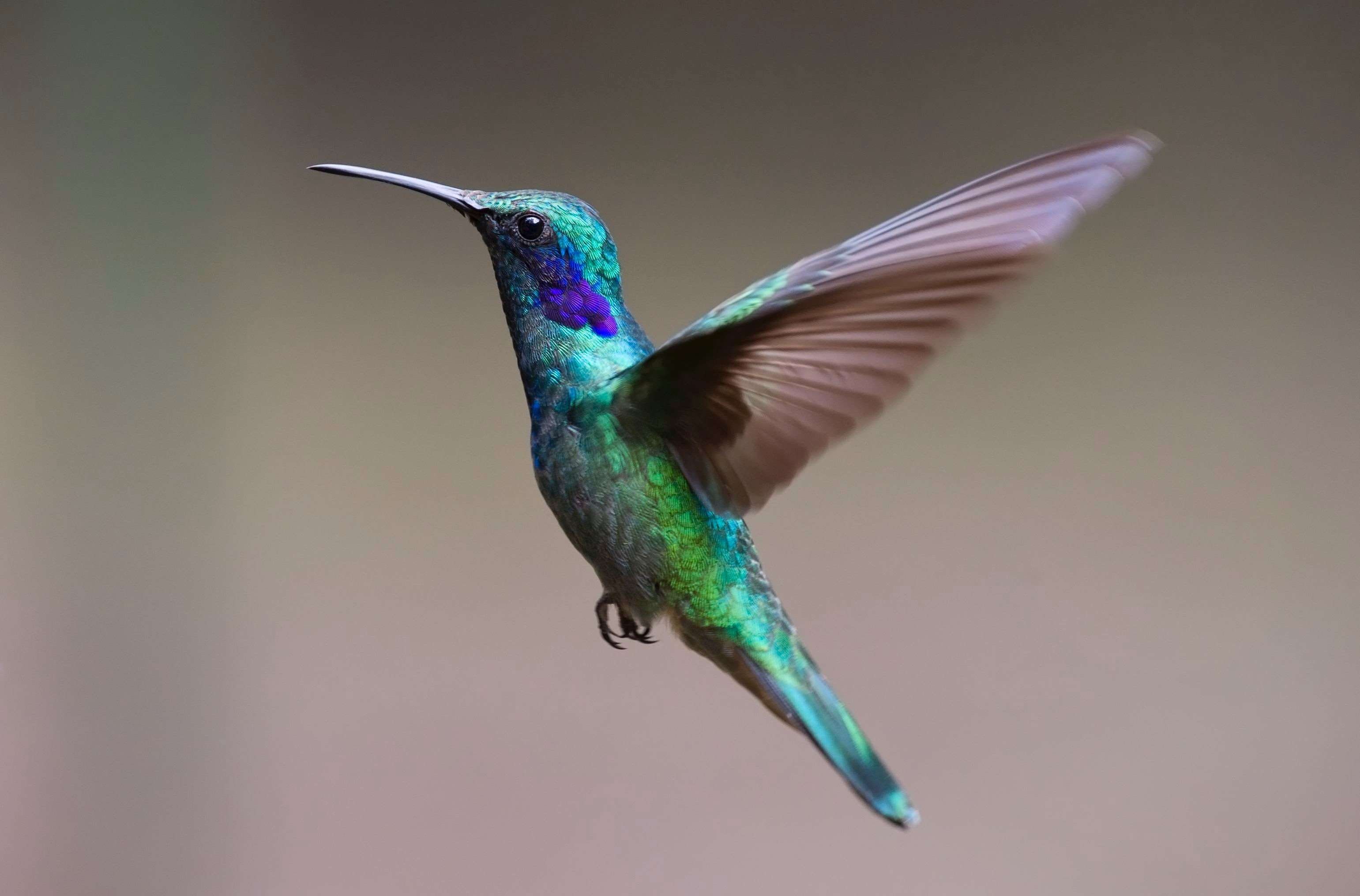 side view, exotic, colourful, vertebrate, focus, spread wings, no people, animal, hummingbird, animal wildlife, flying, blur, wild, motion, nature, daylight, HD Wallpaper