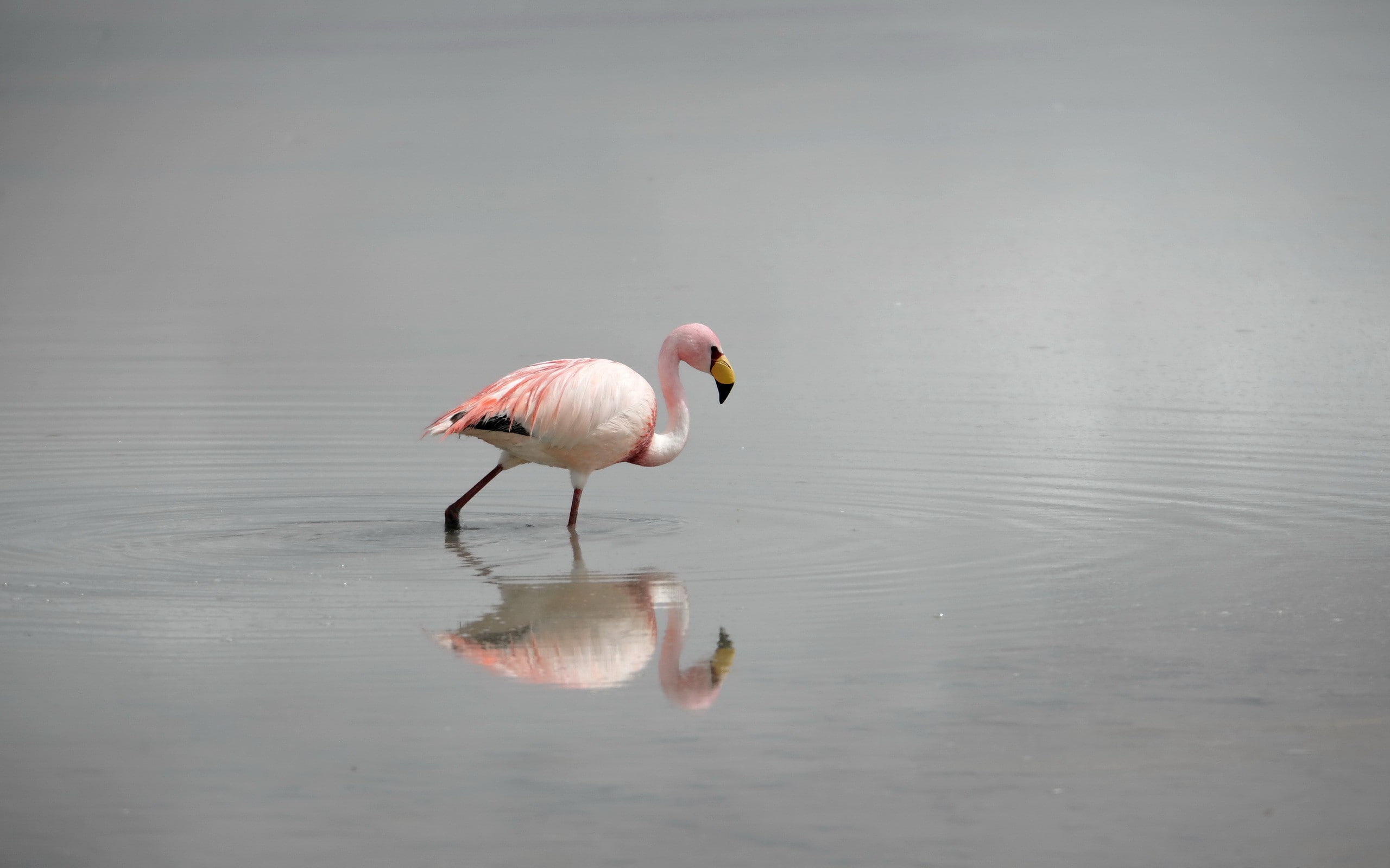 flamingos, reflection, 2K, birds, water, HD Wallpaper