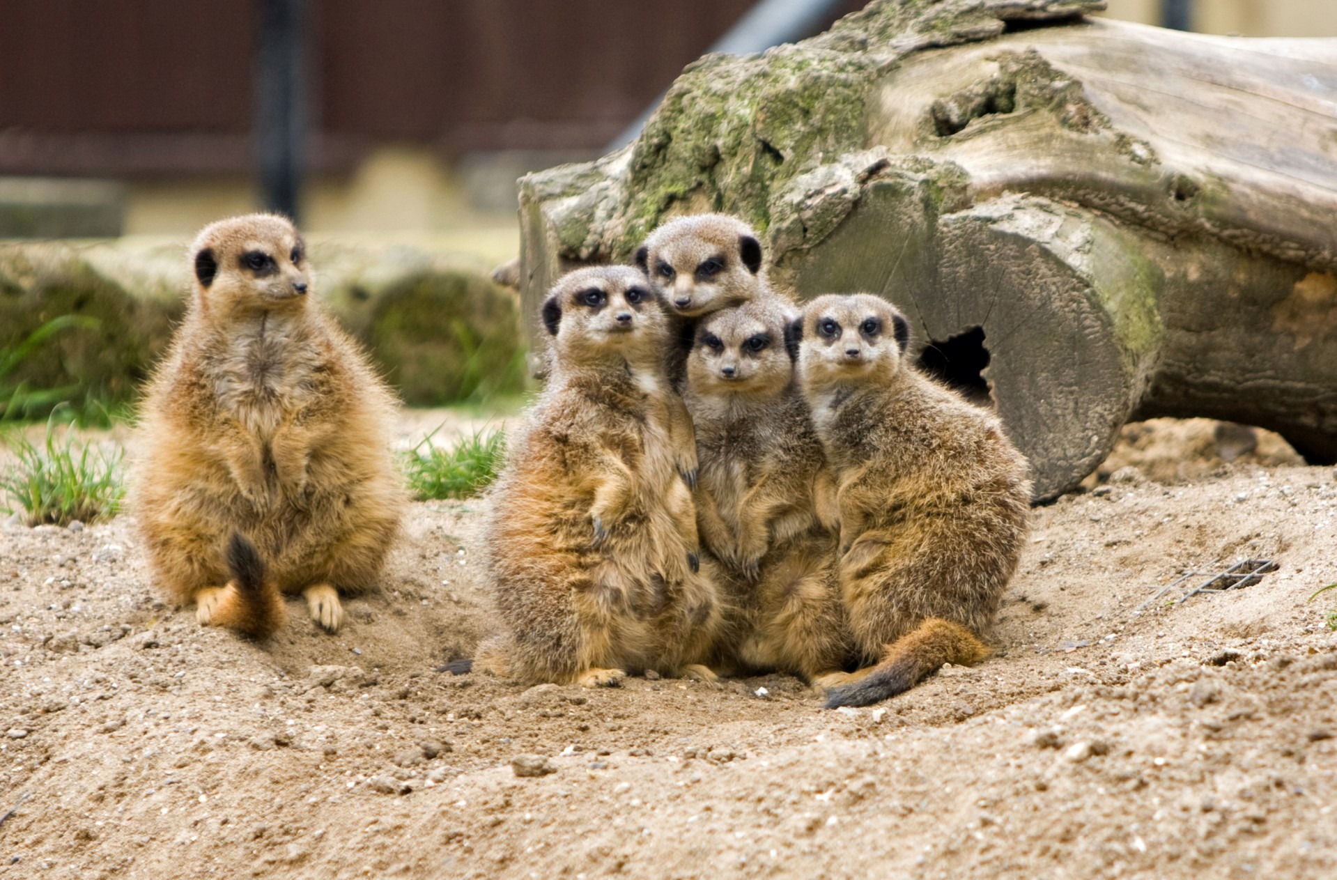 rock, suricates, family, huddled, 720P, group of animals, animal family, rock - object, animals in the wild, day, wildlife, no people, beautiful, five, HD Wallpaper