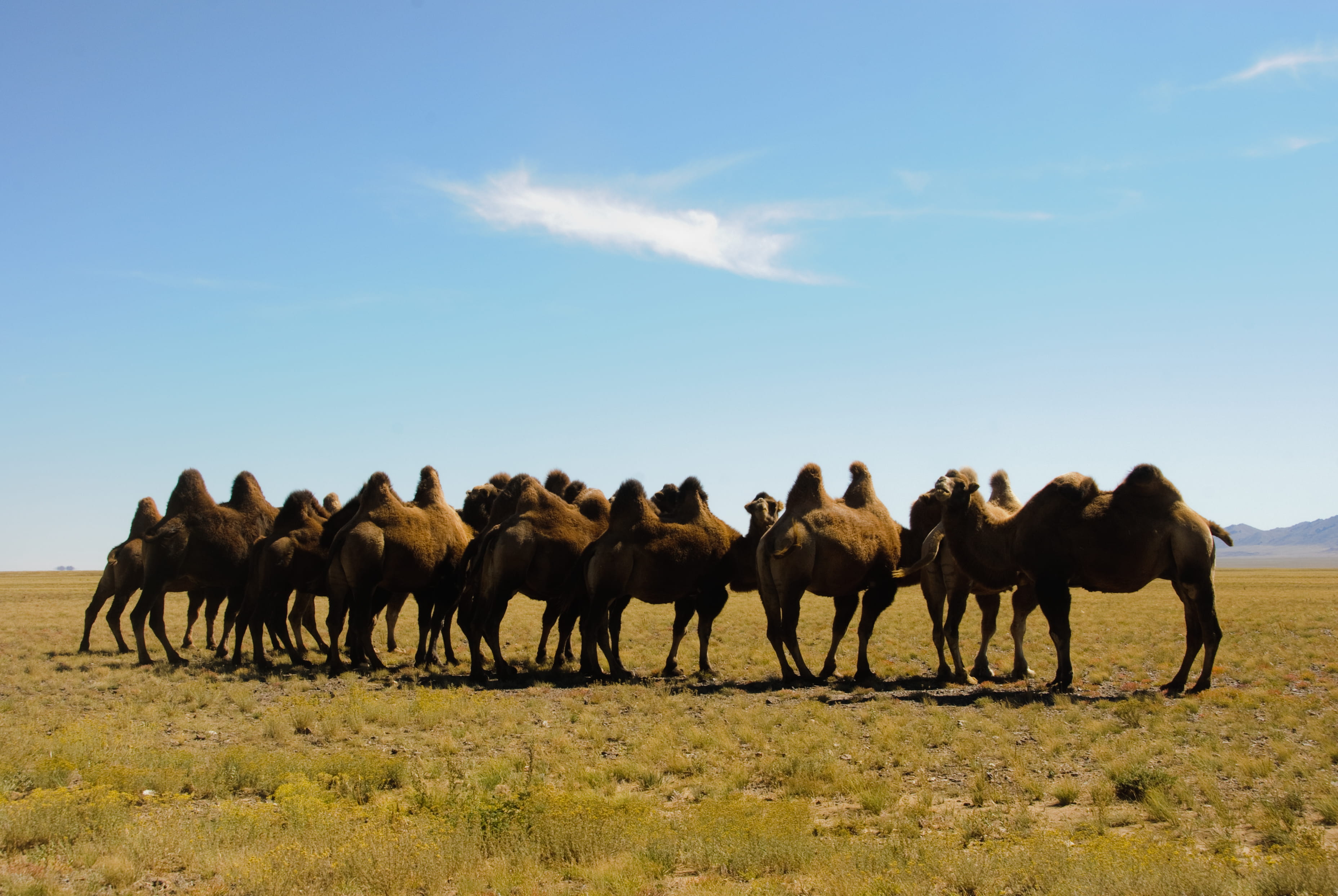 outdoors, brown, group of animals, mammal, animal themes, green, sky, camels, field, huddle, 2K, mountain, asium, animal wildlife, land, animals in the wild, HD Wallpaper