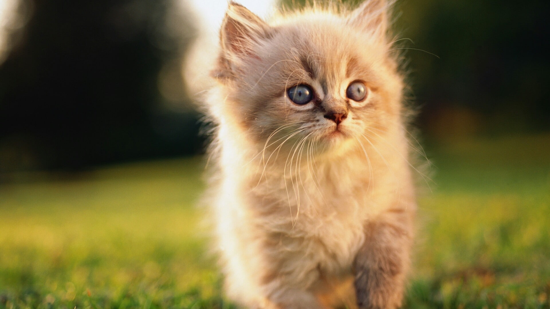 kitty, 1080P, cat, cute, HD Wallpaper